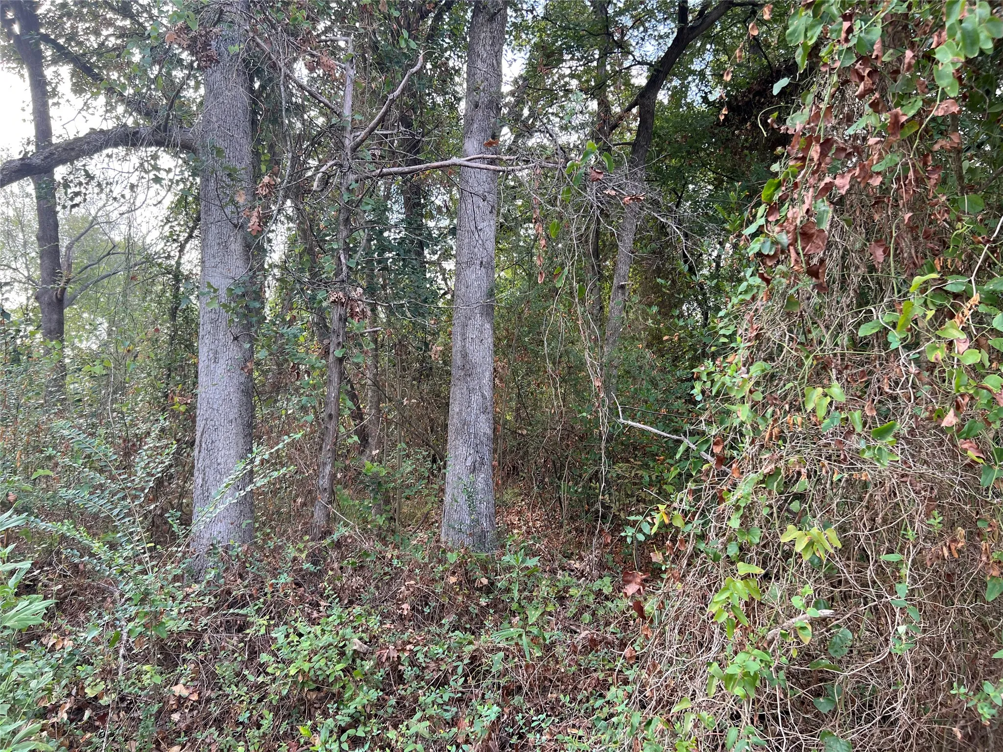 Unimproved Land For Sale in Henderson County , Lot 80 Whispering Oaks, Payne Springs, Texas 75156, 0, 0, Garage spaces, 0 Sqft, built in 0, mls#21383639, Real Estate Agent in Payne Springs, Homes For Sale in Henderson county, Homes For Sale in Payne Springs, Realtor in Payne Springs Texas, Real Estate Brokerage Independent Realty Texas, Luminita Cordes Realtor