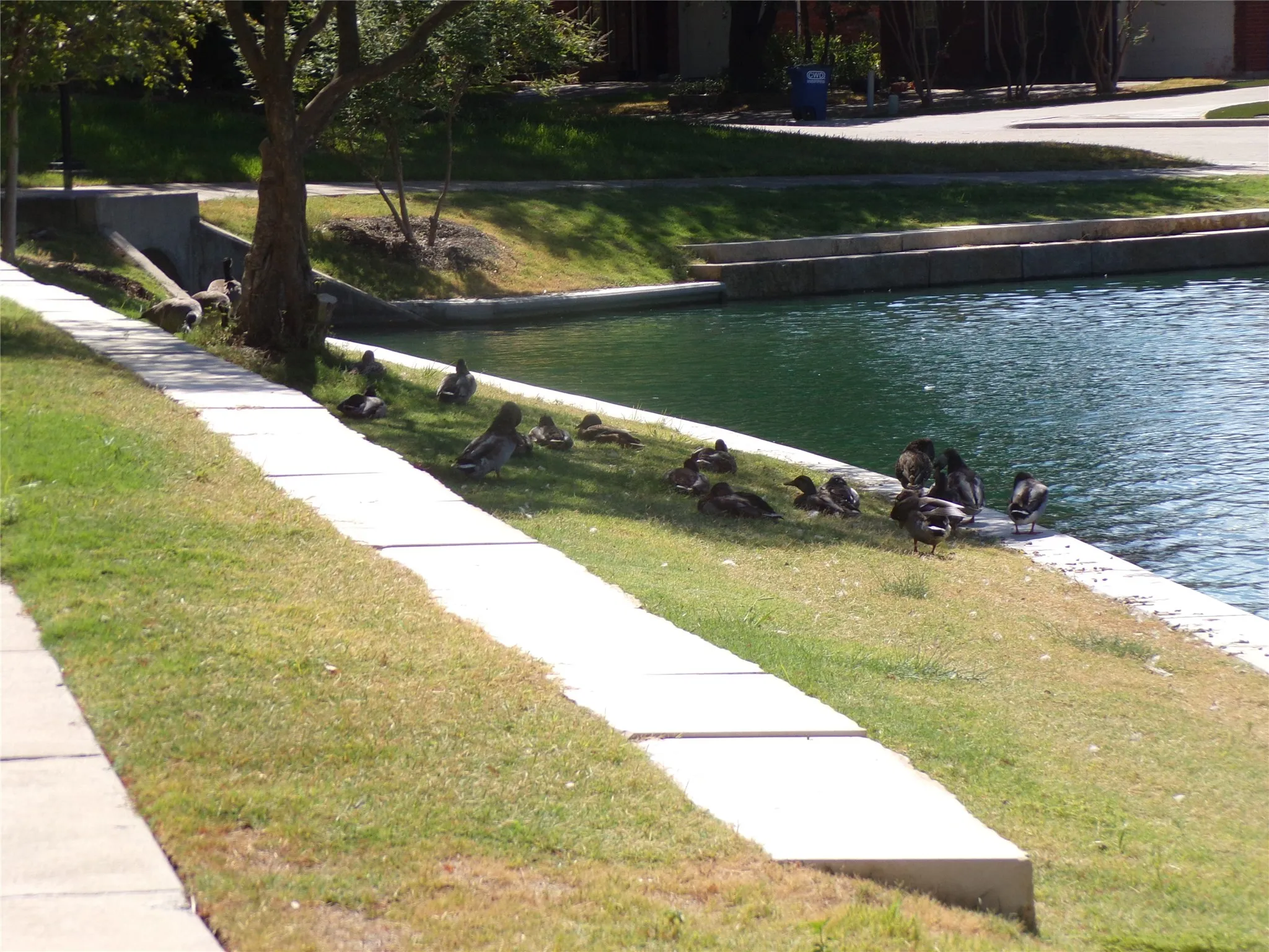 Neighborhood ducks enjoying the shade on a warm sunny day!