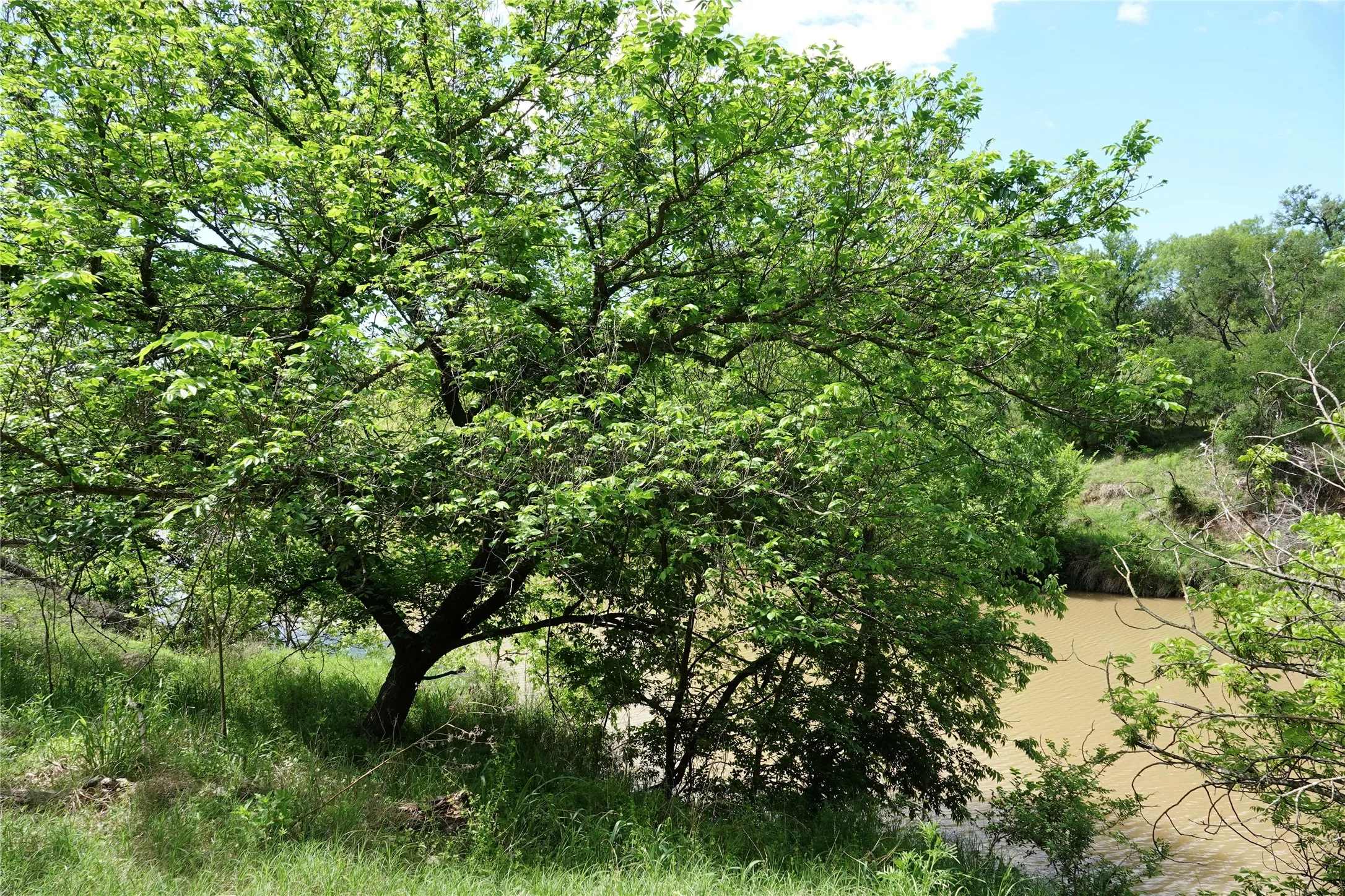 Ranch For Sale in Mills County , 588 S County Road 430, Goldthwaite, Texas 76844, 0, 0, Garage spaces, 0 Sqft, built in 1980, mls#21385300, Real Estate Agent in Goldthwaite, Homes For Sale in Mills county, Homes For Sale in Goldthwaite, Realtor in Goldthwaite Texas, Real Estate Brokerage Independent Realty Texas, Luminita Cordes Realtor