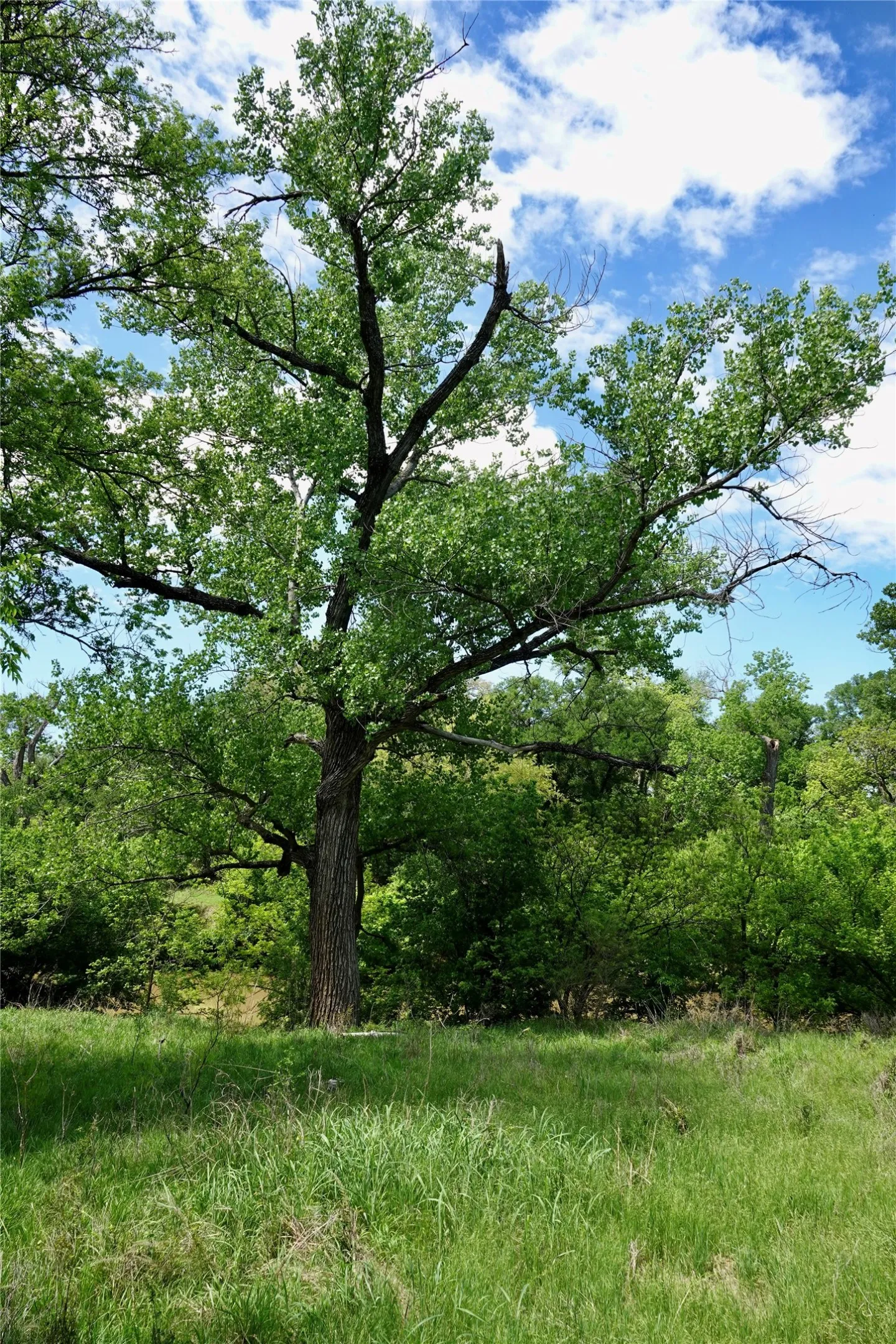 Ranch For Sale in Mills County , 588 S County Road 430, Goldthwaite, Texas 76844, 0, 0, Garage spaces, 0 Sqft, built in 1980, mls#21385300, Real Estate Agent in Goldthwaite, Homes For Sale in Mills county, Homes For Sale in Goldthwaite, Realtor in Goldthwaite Texas, Real Estate Brokerage Independent Realty Texas, Luminita Cordes Realtor
