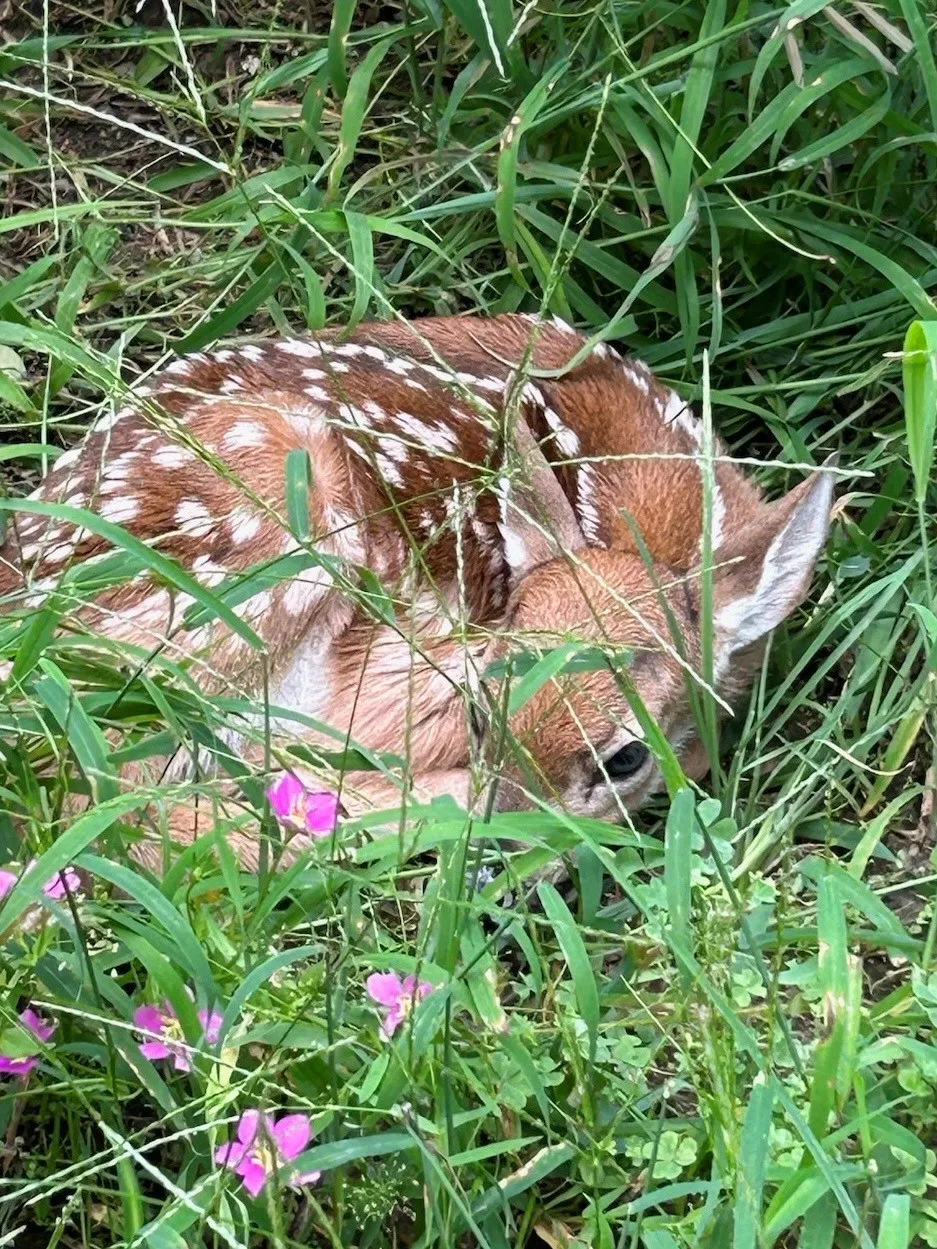 Abundant Wildlife