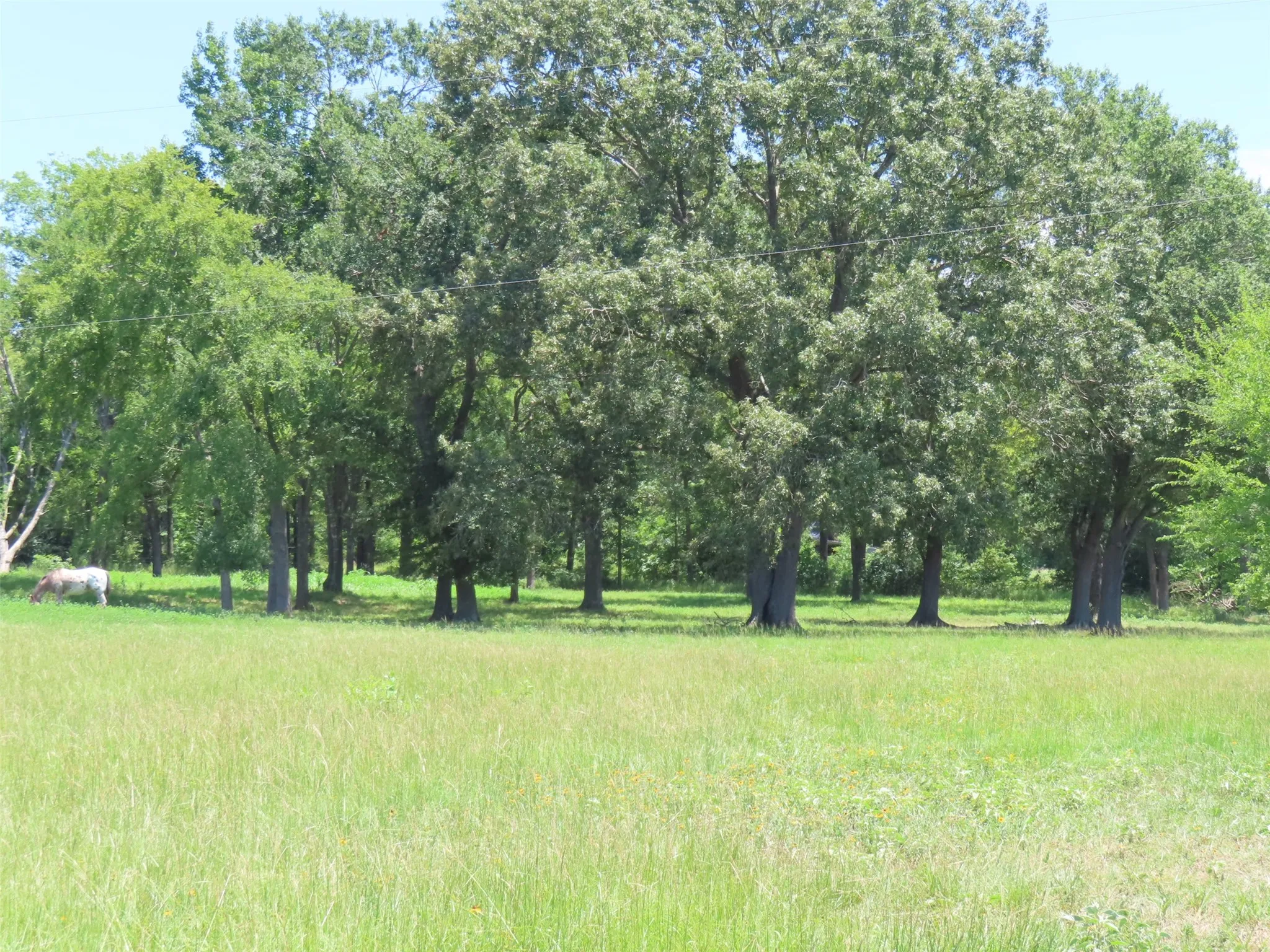 Single Family Residence For Sale in Camp County , 2099 County Road 3420, Leesburg, Texas 75451, 2 Bedroom, 1 Bathroom, Garage spaces, 832 Sqft, built in 1973, mls#21385505, Real Estate Agent in Leesburg, Homes For Sale in Camp county, Homes For Sale in Leesburg, Realtor in Leesburg Texas, Real Estate Brokerage Independent Realty Texas, Luminita Cordes Realtor