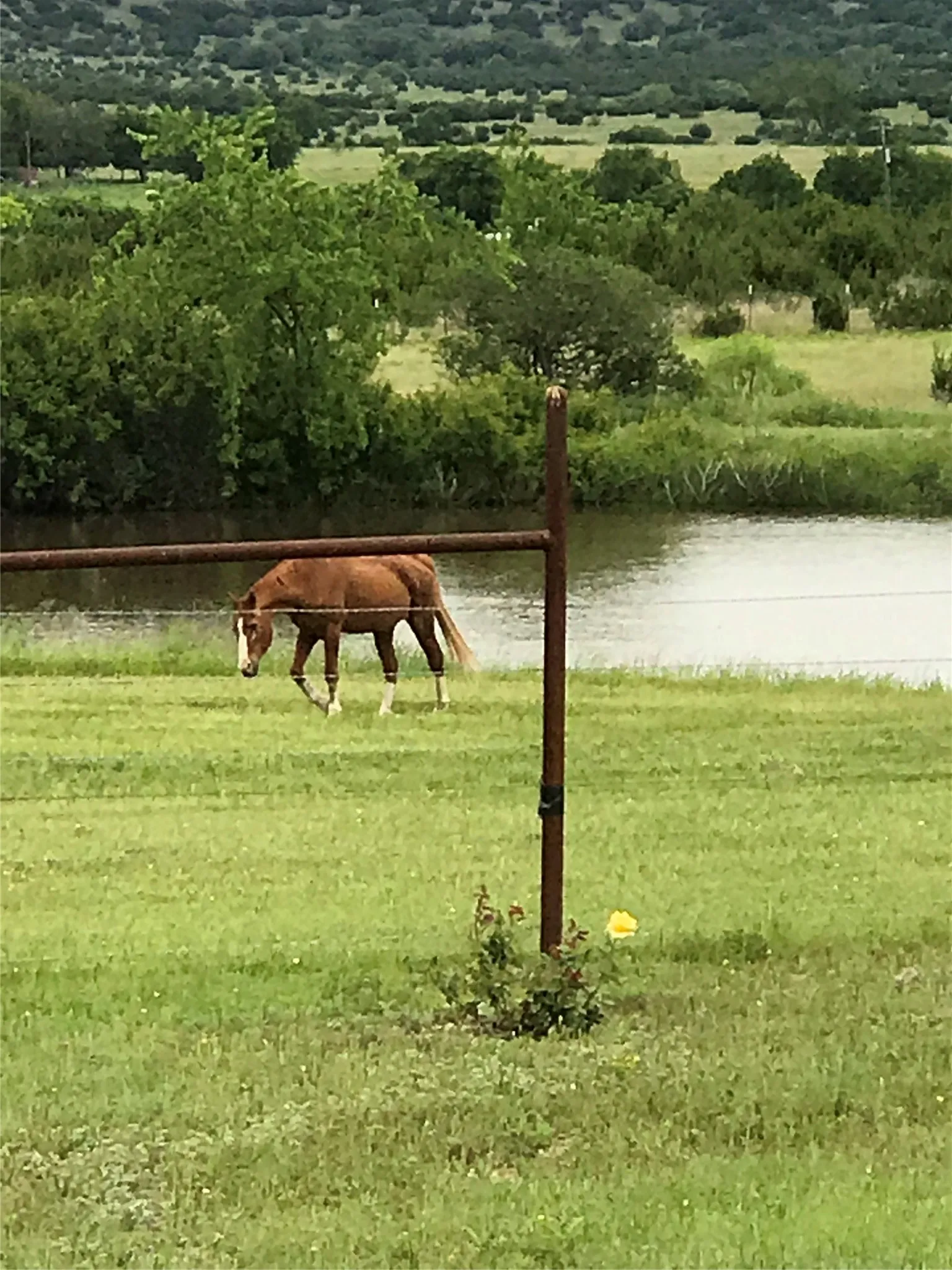 Views in the spring, pond and owners friends horse.