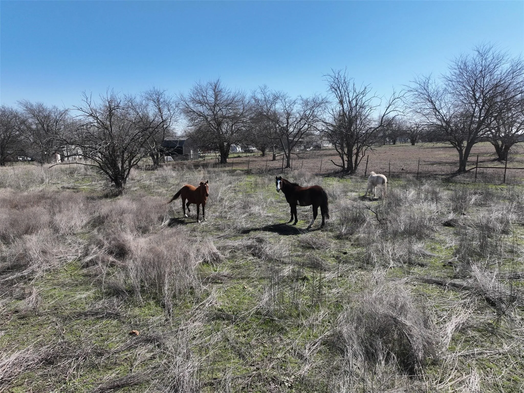 Expansive acreage featuring mature deciduous trees and a clear blue sky background