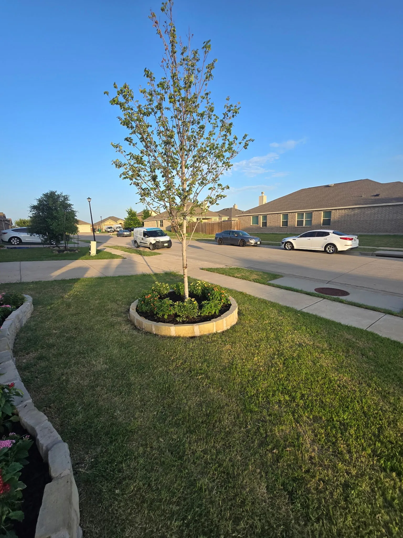 Expansive front lawn featuring a young tree within a circular stone planter, bordered by an additional stone-edged garden bed