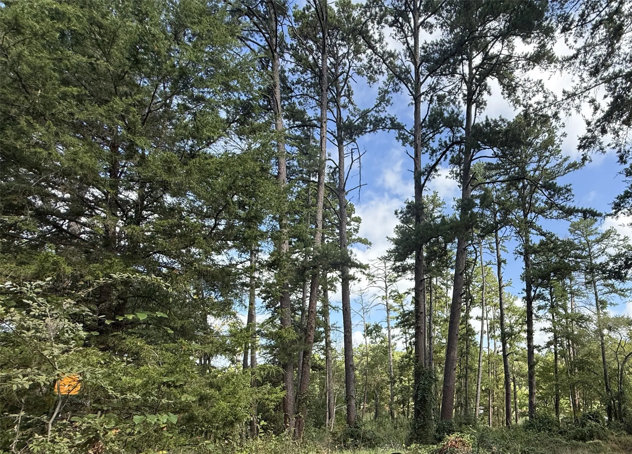 Unimproved Land For Sale in Smith County , 13254 County Road 468, Tyler, Texas 75704, 0, 0, Garage spaces, 0 Sqft, built in 0, mls#21386023, Real Estate Agent in Tyler, Homes For Sale in Smith county, Homes For Sale in Tyler, Realtor in Tyler Texas, Real Estate Brokerage Independent Realty Texas, Luminita Cordes Realtor