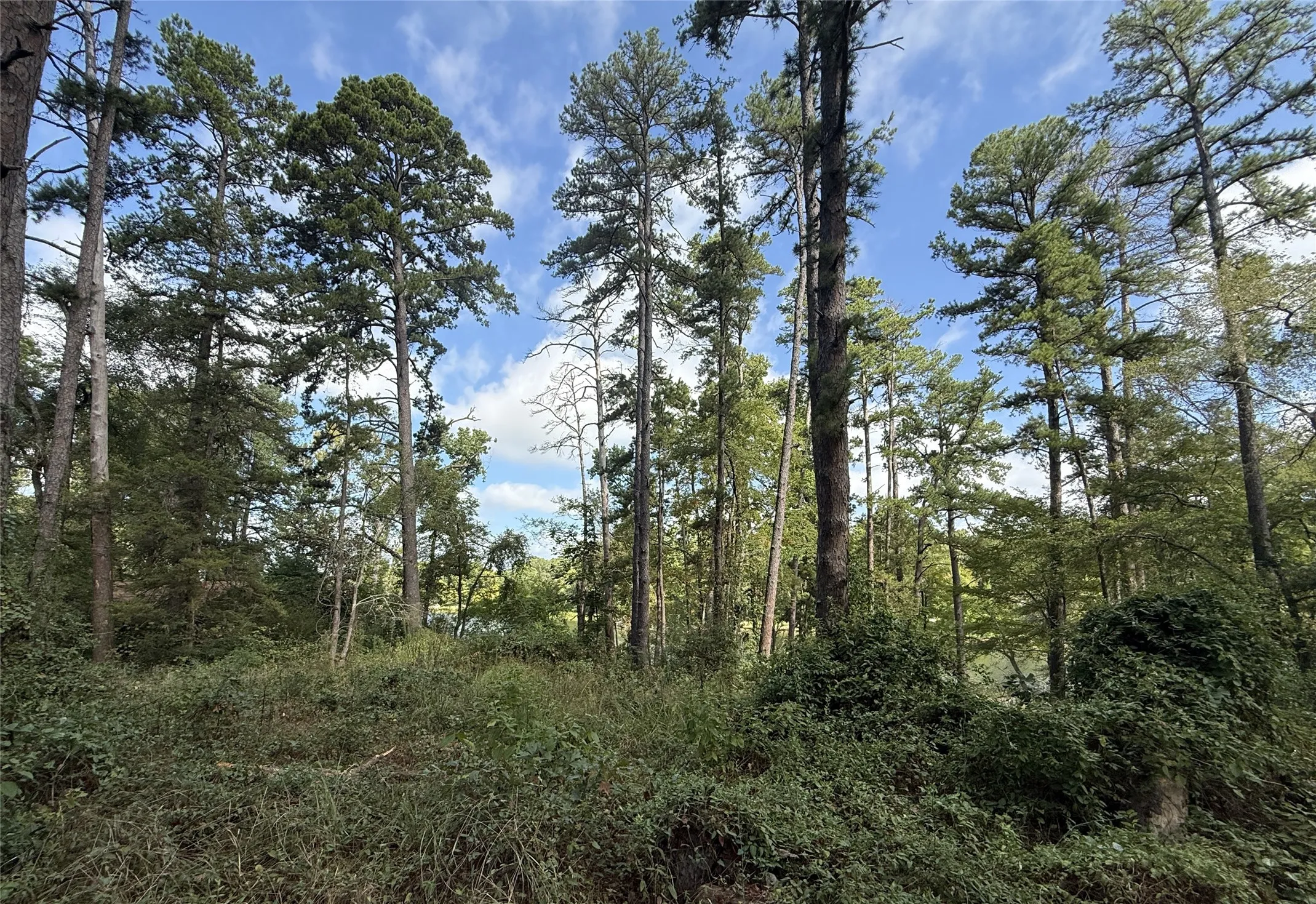 Unimproved Land For Sale in Smith County , 13254 County Road 468, Tyler, Texas 75704, 0, 0, Garage spaces, 0 Sqft, built in 0, mls#21386023, Real Estate Agent in Tyler, Homes For Sale in Smith county, Homes For Sale in Tyler, Realtor in Tyler Texas, Real Estate Brokerage Independent Realty Texas, Luminita Cordes Realtor