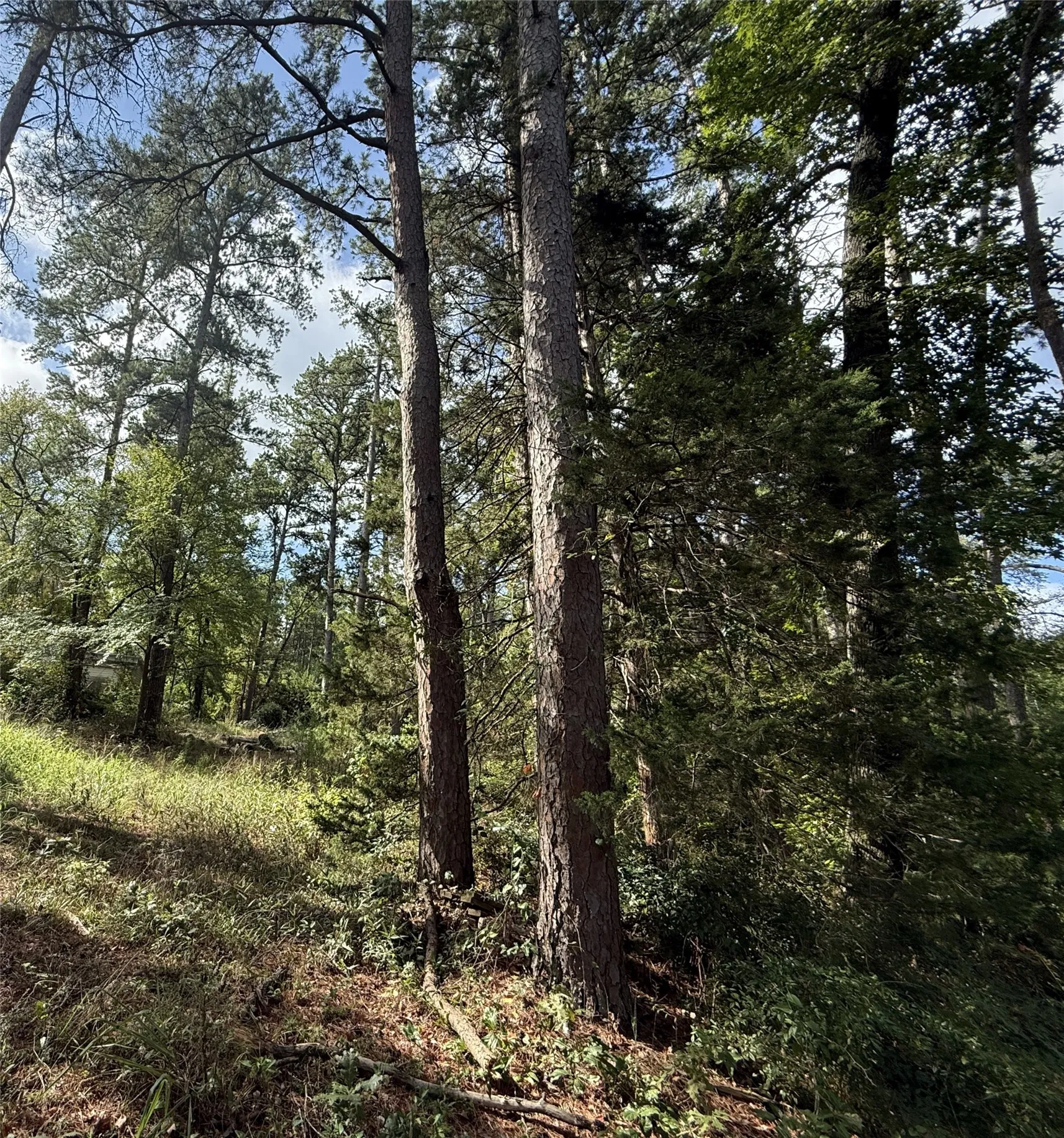 Unimproved Land For Sale in Smith County , 13254 County Road 468, Tyler, Texas 75704, 0, 0, Garage spaces, 0 Sqft, built in 0, mls#21386023, Real Estate Agent in Tyler, Homes For Sale in Smith county, Homes For Sale in Tyler, Realtor in Tyler Texas, Real Estate Brokerage Independent Realty Texas, Luminita Cordes Realtor