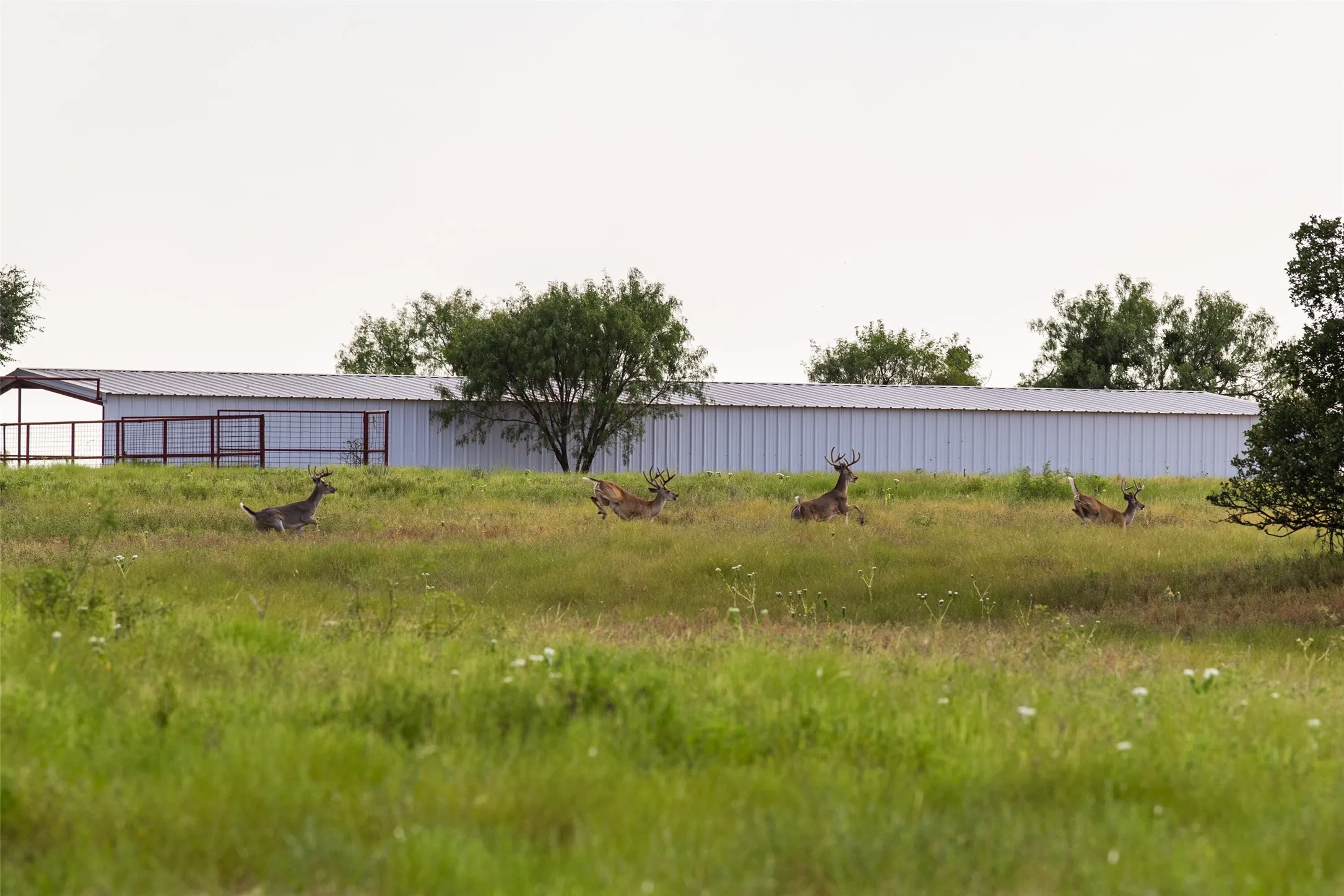 Farm For Sale in Mills County , 1312 W US Highway 84, Mullin, Texas 76864, 3 Bedroom, 2 Bathroom, Garage spaces, 2,000 Sqft, built in 2000, mls#21386063, Real Estate Agent in Mullin, Homes For Sale in Mills county, Homes For Sale in Mullin, Realtor in Mullin Texas, Real Estate Brokerage Independent Realty Texas, Luminita Cordes Realtor