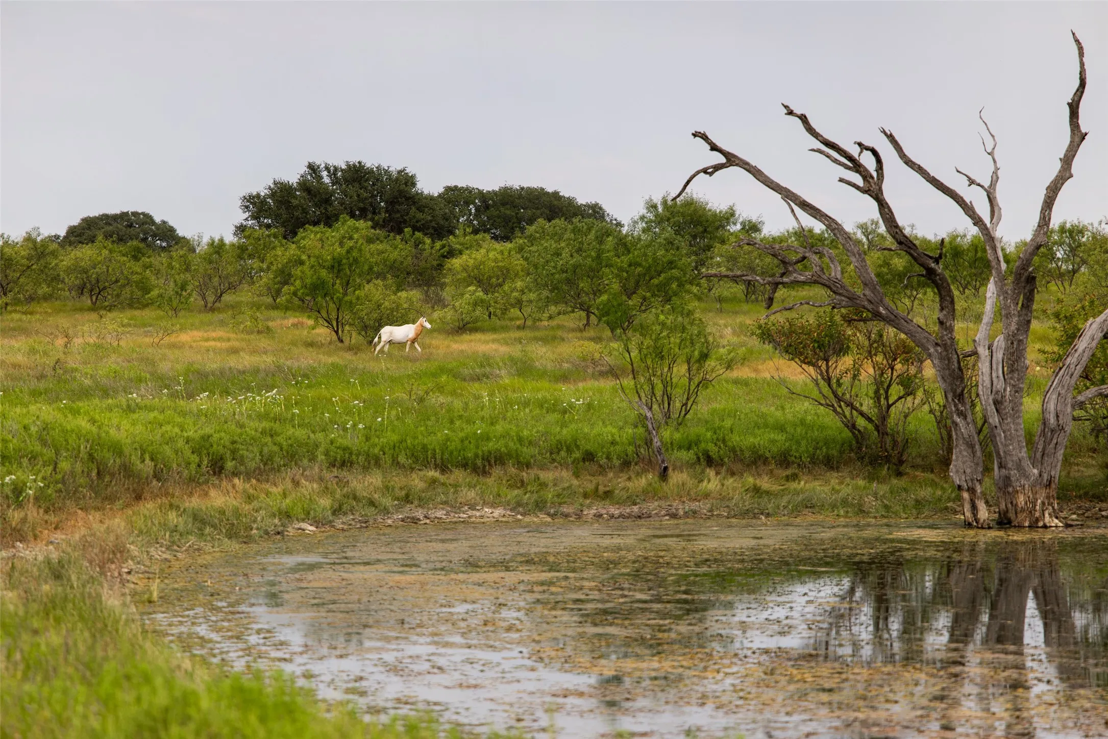 Farm For Sale in Mills County , 1312 W US Highway 84, Mullin, Texas 76864, 3 Bedroom, 2 Bathroom, Garage spaces, 2,000 Sqft, built in 2000, mls#21386063, Real Estate Agent in Mullin, Homes For Sale in Mills county, Homes For Sale in Mullin, Realtor in Mullin Texas, Real Estate Brokerage Independent Realty Texas, Luminita Cordes Realtor