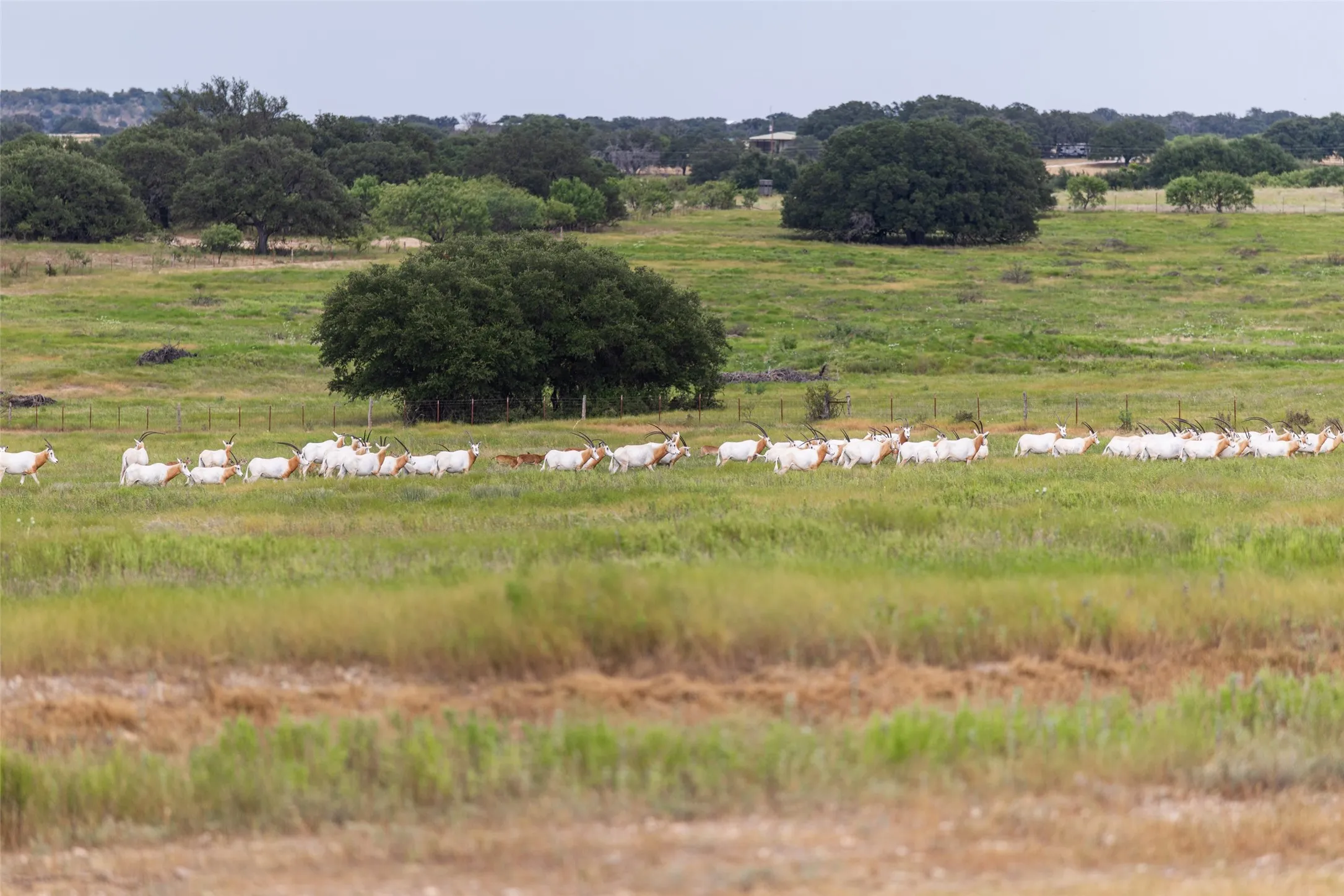 Farm For Sale in Mills County , 1312 W US Highway 84, Mullin, Texas 76864, 3 Bedroom, 2 Bathroom, Garage spaces, 2,000 Sqft, built in 2000, mls#21386063, Real Estate Agent in Mullin, Homes For Sale in Mills county, Homes For Sale in Mullin, Realtor in Mullin Texas, Real Estate Brokerage Independent Realty Texas, Luminita Cordes Realtor