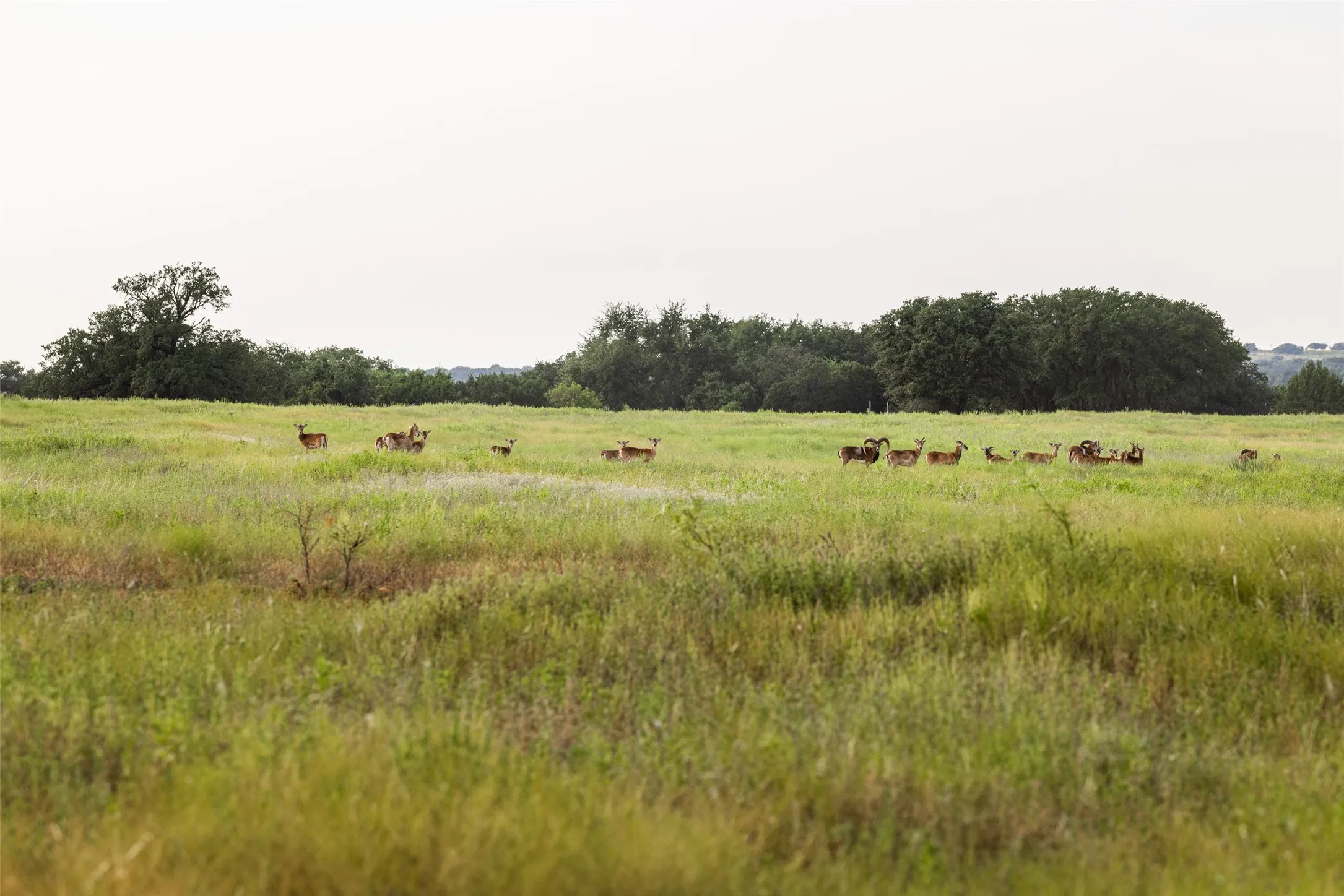 Farm For Sale in Mills County , 1312 W US Highway 84, Mullin, Texas 76864, 3 Bedroom, 2 Bathroom, Garage spaces, 2,000 Sqft, built in 2000, mls#21386063, Real Estate Agent in Mullin, Homes For Sale in Mills county, Homes For Sale in Mullin, Realtor in Mullin Texas, Real Estate Brokerage Independent Realty Texas, Luminita Cordes Realtor