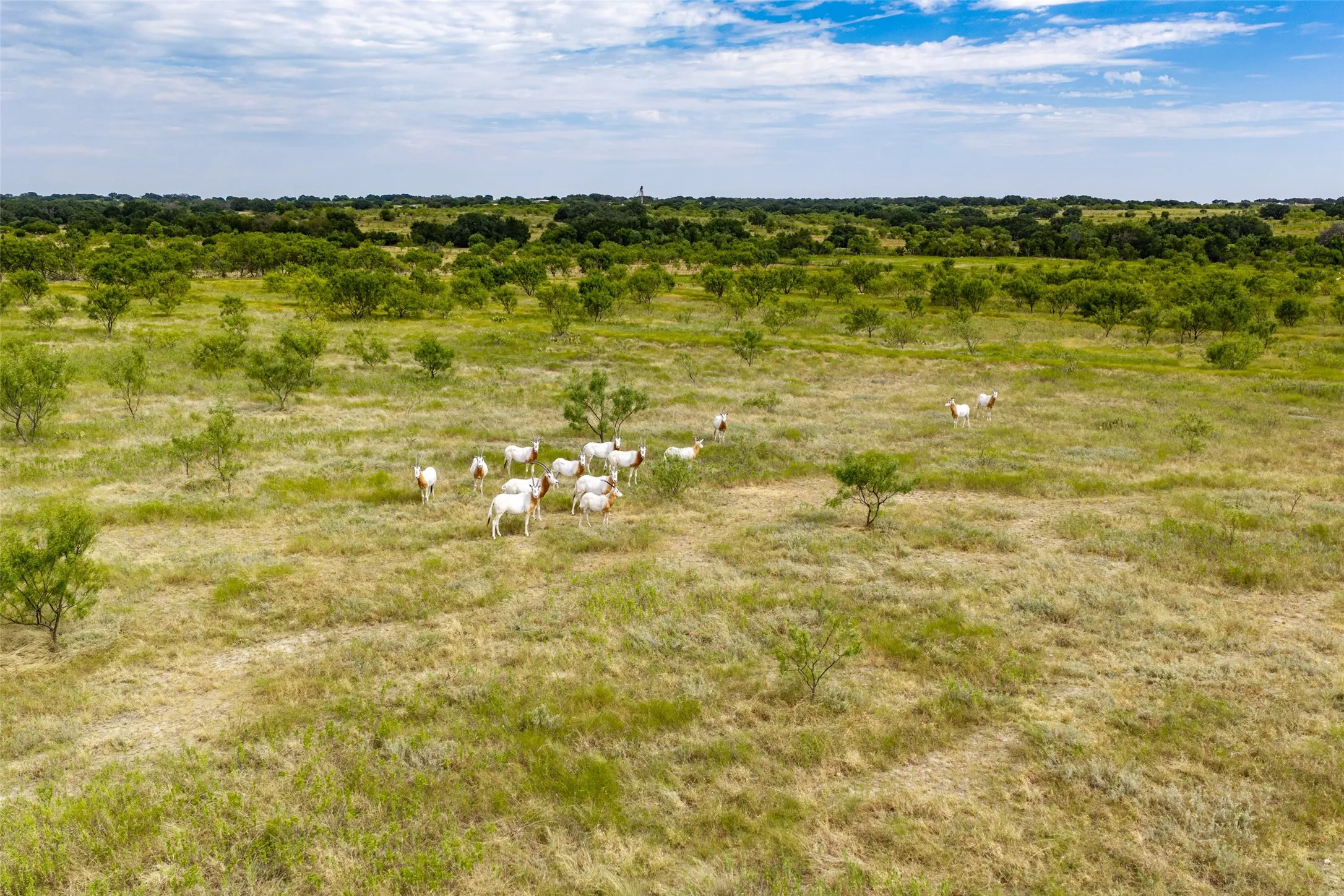 Farm For Sale in Mills County , 1312 W US Highway 84, Mullin, Texas 76864, 3 Bedroom, 2 Bathroom, Garage spaces, 2,000 Sqft, built in 2000, mls#21386063, Real Estate Agent in Mullin, Homes For Sale in Mills county, Homes For Sale in Mullin, Realtor in Mullin Texas, Real Estate Brokerage Independent Realty Texas, Luminita Cordes Realtor