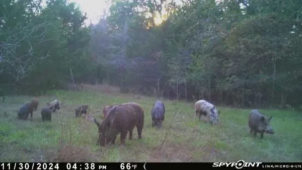 Unimproved Land For Sale in Limestone County , 154 LCR 410 154 LCR 410, Groesbeck, Texas 76642, 0, 0, Garage spaces, 0 Sqft, built in 0, mls#21386120, Real Estate Agent in Groesbeck, Homes For Sale in Limestone county, Homes For Sale in Groesbeck, Realtor in Groesbeck Texas, Real Estate Brokerage Independent Realty Texas, Luminita Cordes Realtor