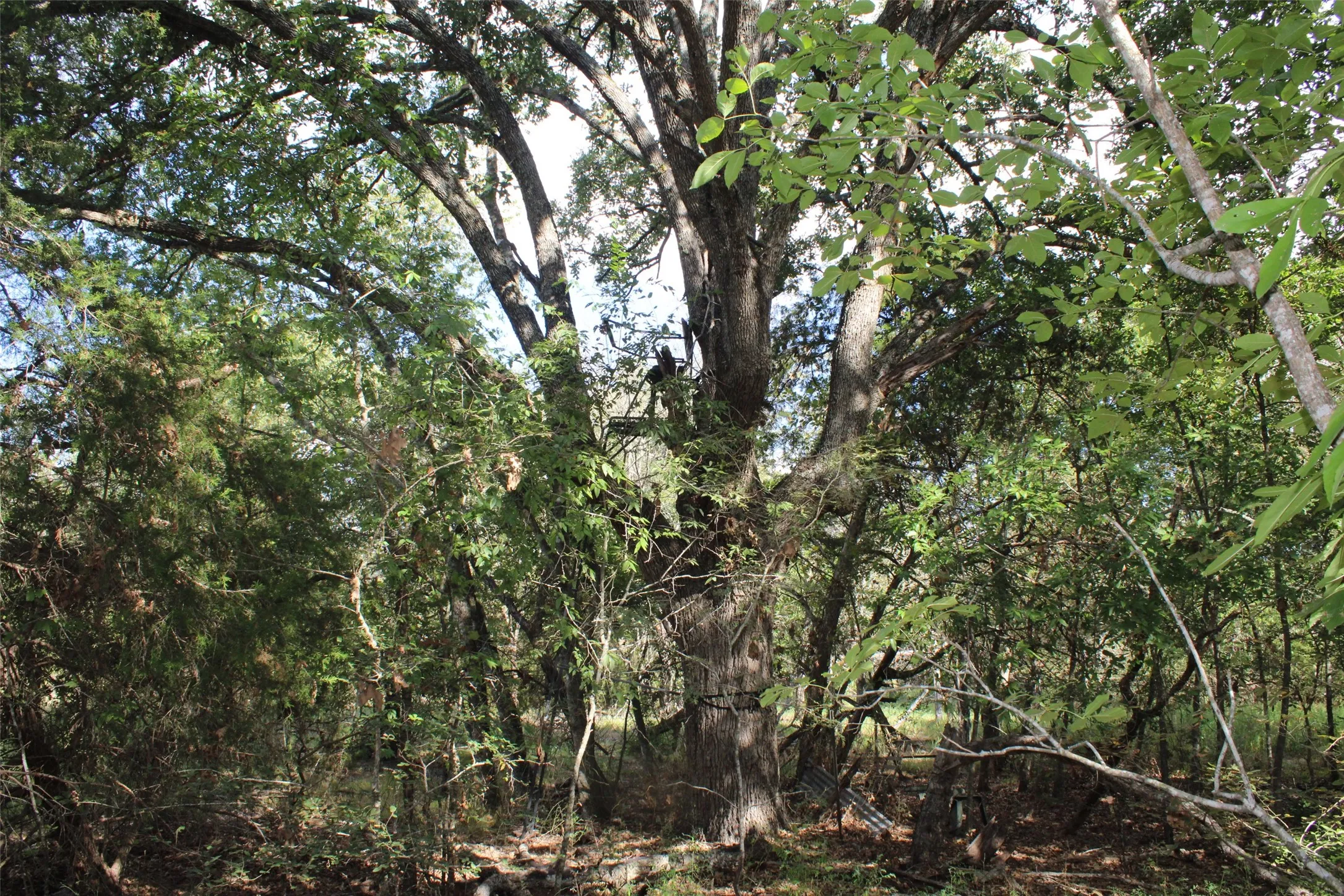 Unimproved Land For Sale in Limestone County , 154 LCR 410 154 LCR 410, Groesbeck, Texas 76642, 0, 0, Garage spaces, 0 Sqft, built in 0, mls#21386120, Real Estate Agent in Groesbeck, Homes For Sale in Limestone county, Homes For Sale in Groesbeck, Realtor in Groesbeck Texas, Real Estate Brokerage Independent Realty Texas, Luminita Cordes Realtor