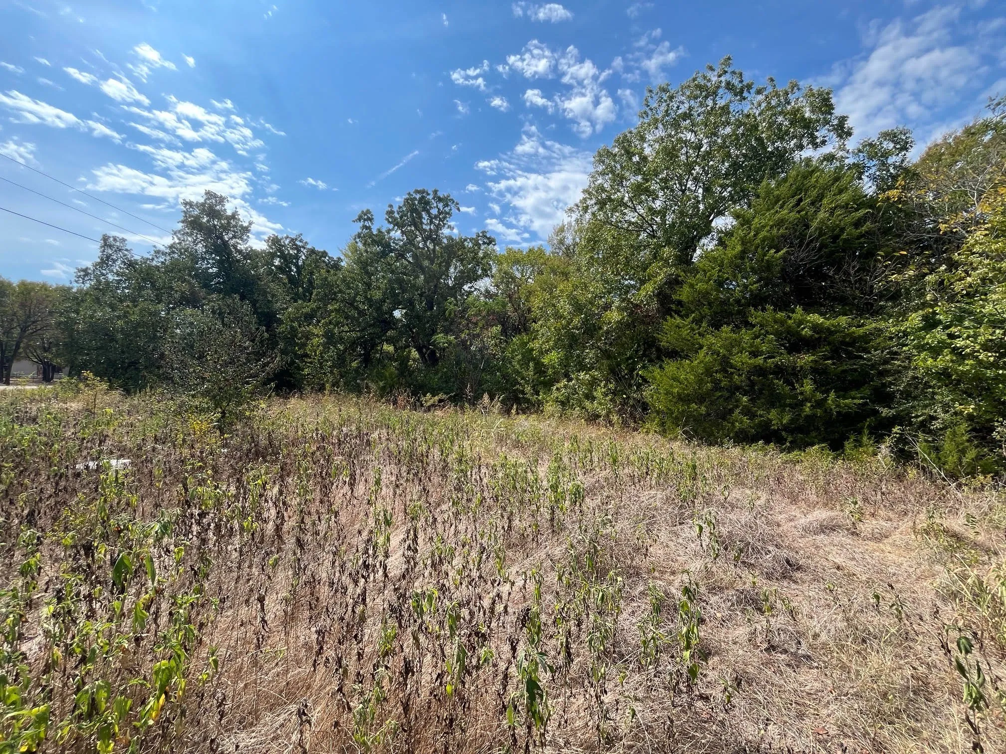 Expansive undeveloped land with abundant mature trees and natural vegetation