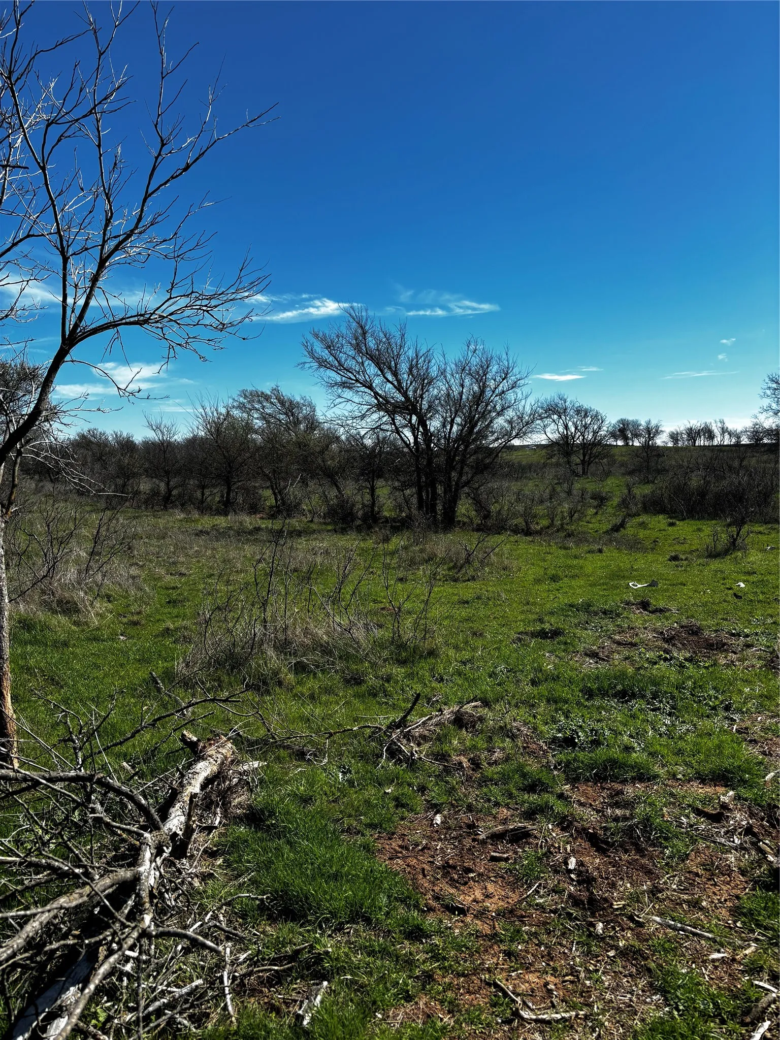 Expansive undeveloped land featuring natural grasses and mature trees