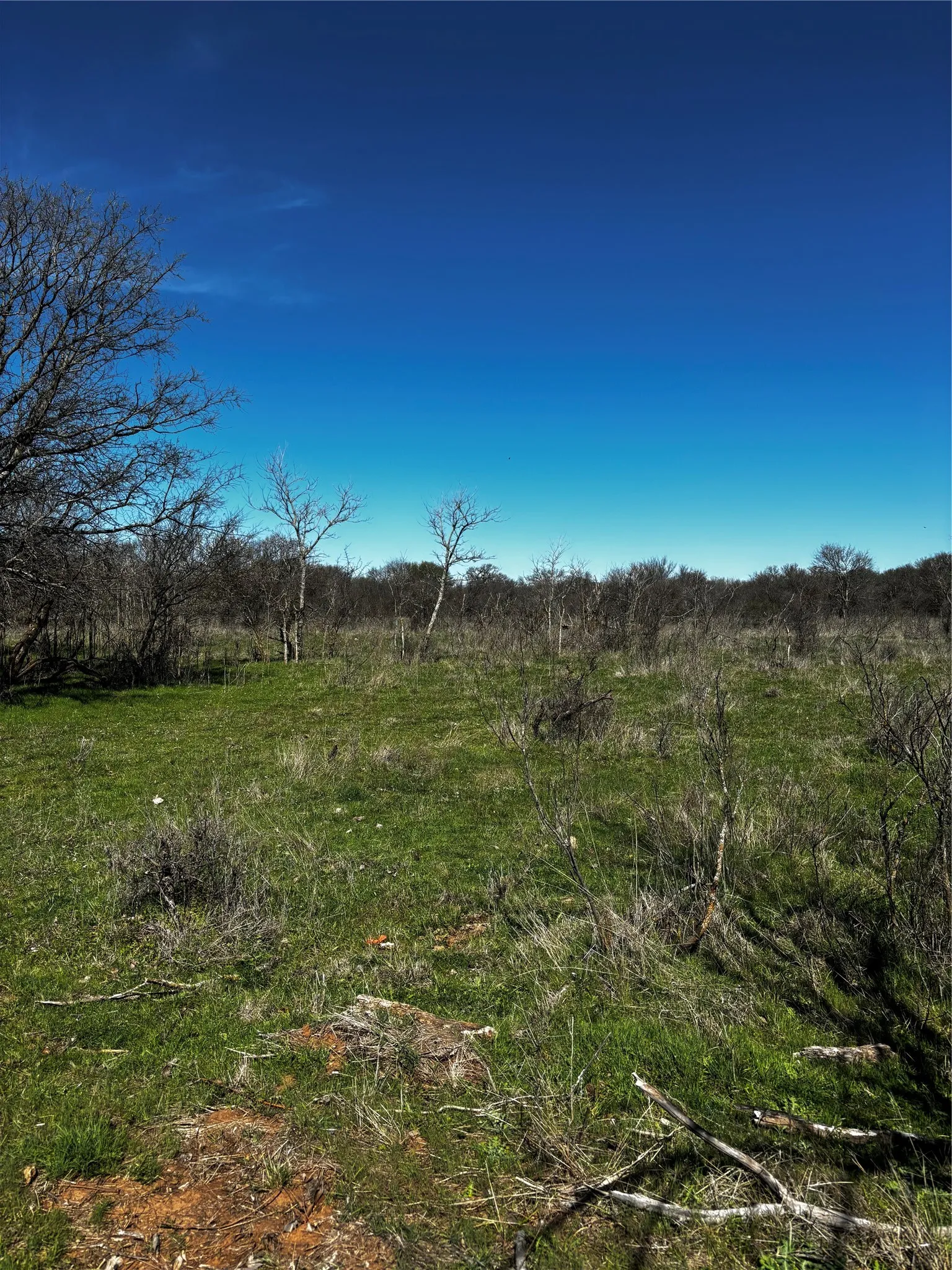 Expansive open land with natural ground cover and mature trees, featuring a clear sky overhead