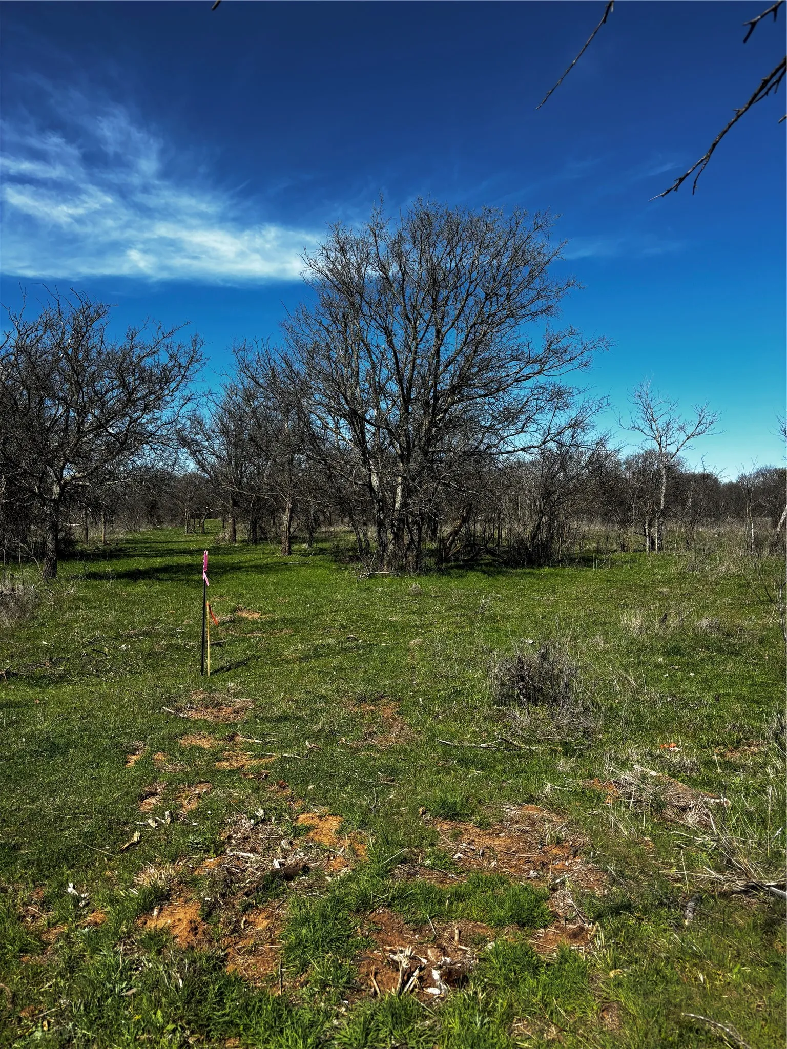 Grassy terrain with scattered mature trees and clear blue skies