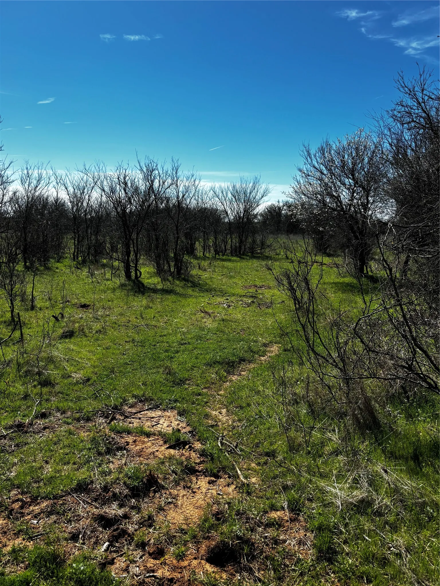Expansive natural acreage with a clear blue sky, featuring a path through grassy terrain and mature deciduous trees