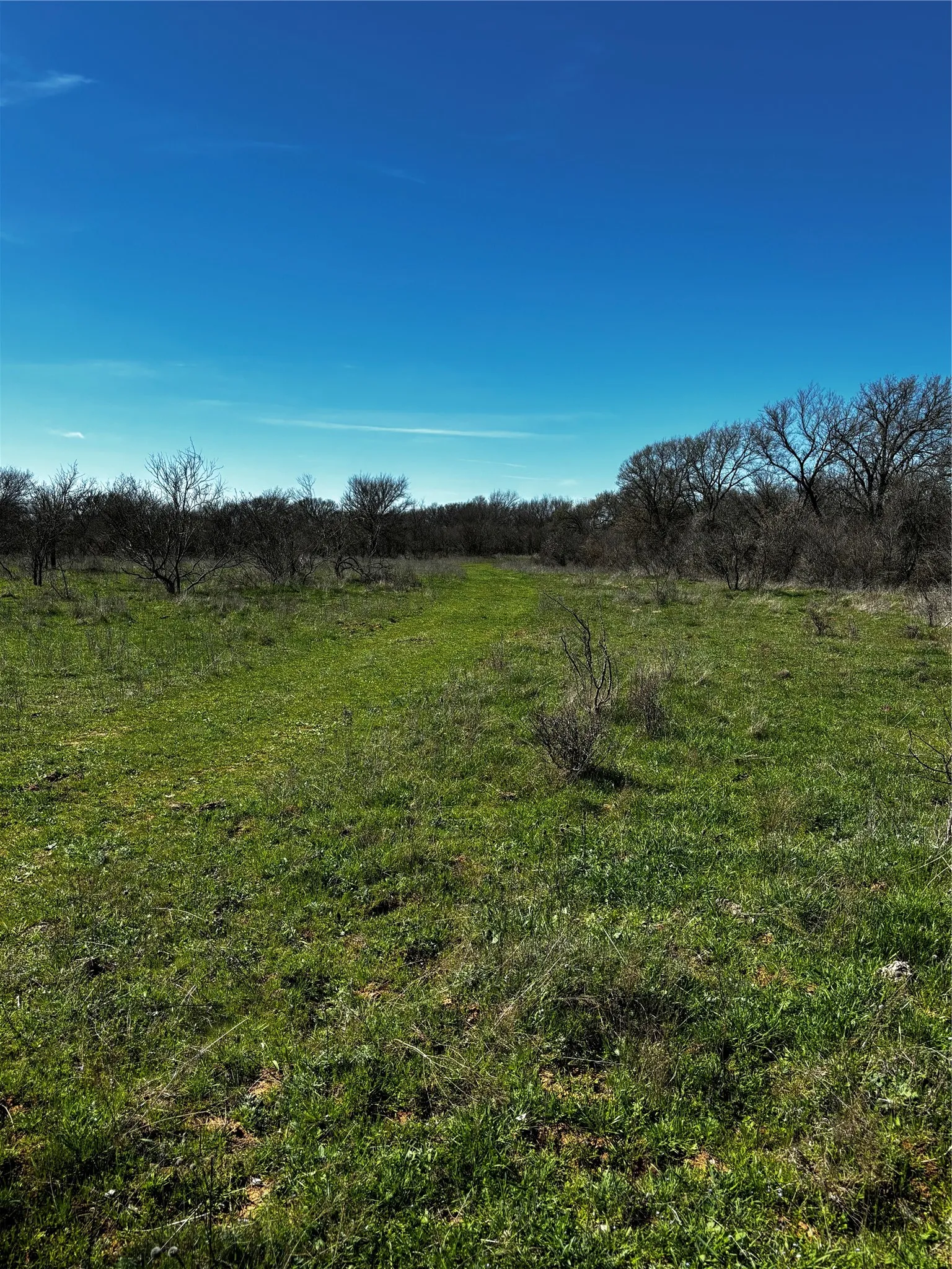 Expansive grassy terrain with established trees and a clear blue sky