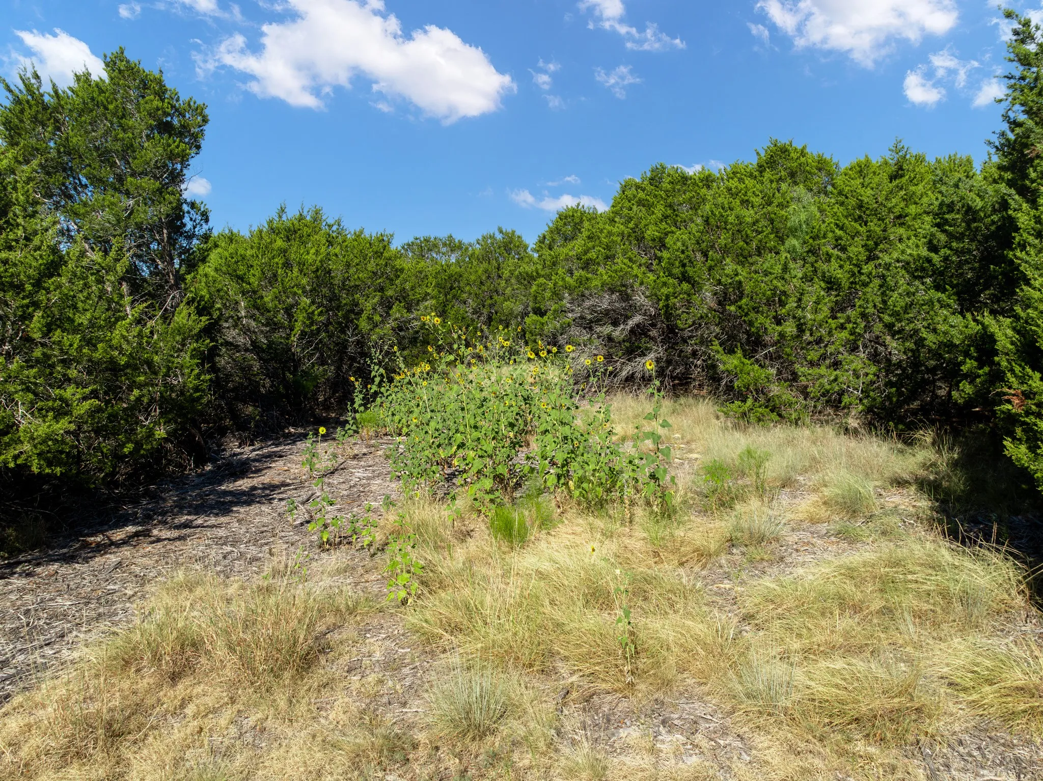 Unimproved Land For Sale in Coryell County , 161 Dove Circle, Jonesboro, Texas 76538, 0, 0, Garage spaces, 0 Sqft, built in 0, mls#21363694, Real Estate Agent in Jonesboro, Homes For Sale in Coryell county, Homes For Sale in Jonesboro, Realtor in Jonesboro Texas, Real Estate Brokerage Independent Realty Texas, Luminita Cordes Realtor