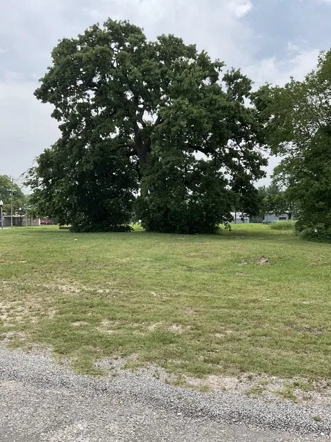 View of green lawn