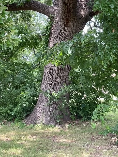 View of local wilderness