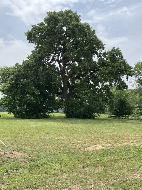View of green lawn