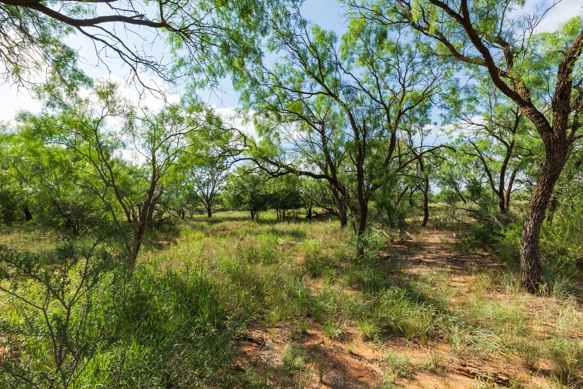 Ranch For Sale in Fisher County , 1 CR 441, Sweetwater, Texas 79556, 0, 0, Garage spaces, 0 Sqft, built in 0, mls#21386723, Real Estate Agent in Sweetwater, Homes For Sale in Fisher county, Homes For Sale in Sweetwater, Realtor in Sweetwater Texas, Real Estate Brokerage Independent Realty Texas, Luminita Cordes Realtor