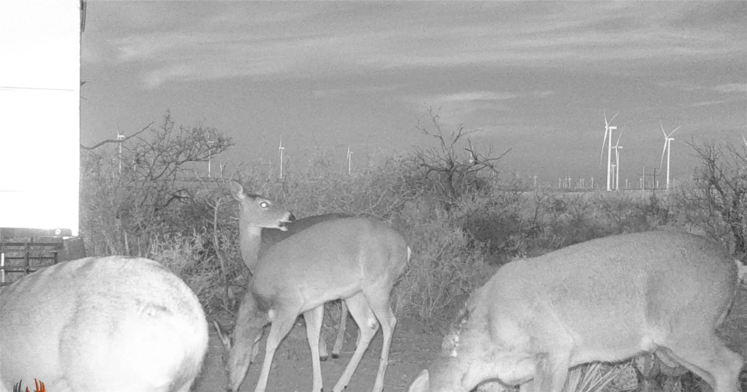 Ranch For Sale in Fisher County , 1 CR 441, Sweetwater, Texas 79556, 0, 0, Garage spaces, 0 Sqft, built in 0, mls#21386723, Real Estate Agent in Sweetwater, Homes For Sale in Fisher county, Homes For Sale in Sweetwater, Realtor in Sweetwater Texas, Real Estate Brokerage Independent Realty Texas, Luminita Cordes Realtor