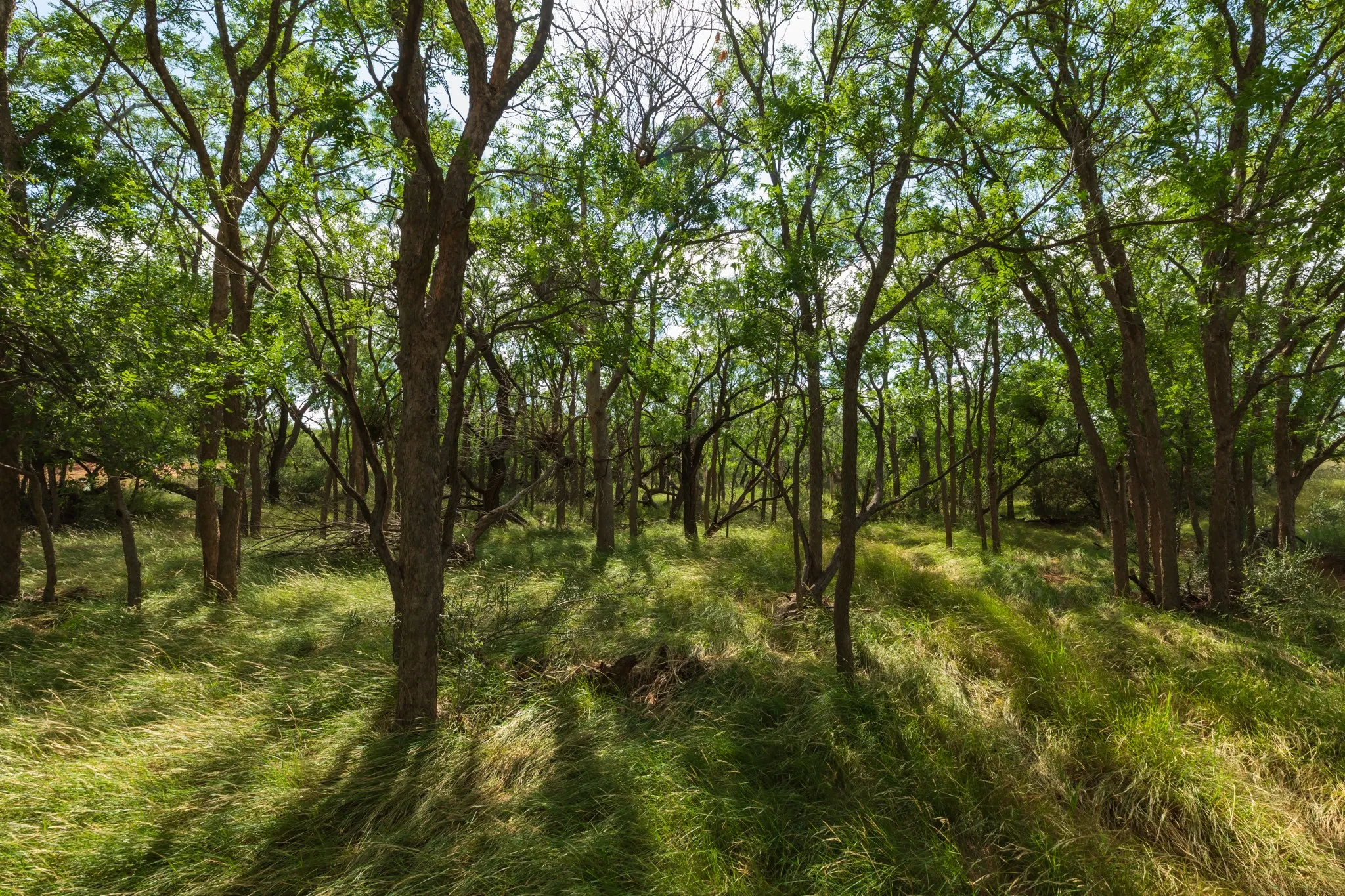 Ranch For Sale in Fisher County , 1 CR 441, Sweetwater, Texas 79556, 0, 0, Garage spaces, 0 Sqft, built in 0, mls#21386723, Real Estate Agent in Sweetwater, Homes For Sale in Fisher county, Homes For Sale in Sweetwater, Realtor in Sweetwater Texas, Real Estate Brokerage Independent Realty Texas, Luminita Cordes Realtor