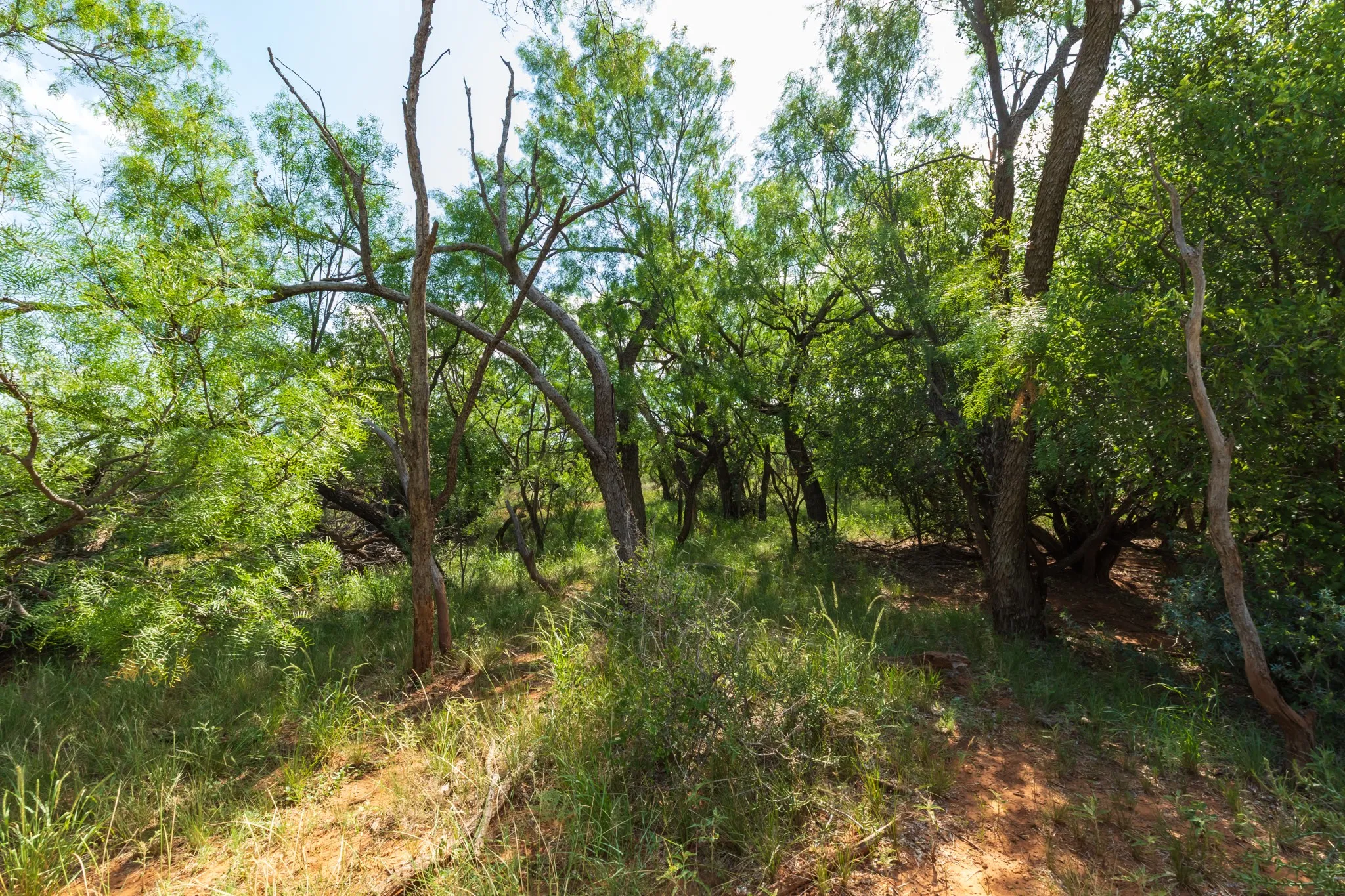 Ranch For Sale in Fisher County , 1 CR 441, Sweetwater, Texas 79556, 0, 0, Garage spaces, 0 Sqft, built in 0, mls#21386723, Real Estate Agent in Sweetwater, Homes For Sale in Fisher county, Homes For Sale in Sweetwater, Realtor in Sweetwater Texas, Real Estate Brokerage Independent Realty Texas, Luminita Cordes Realtor