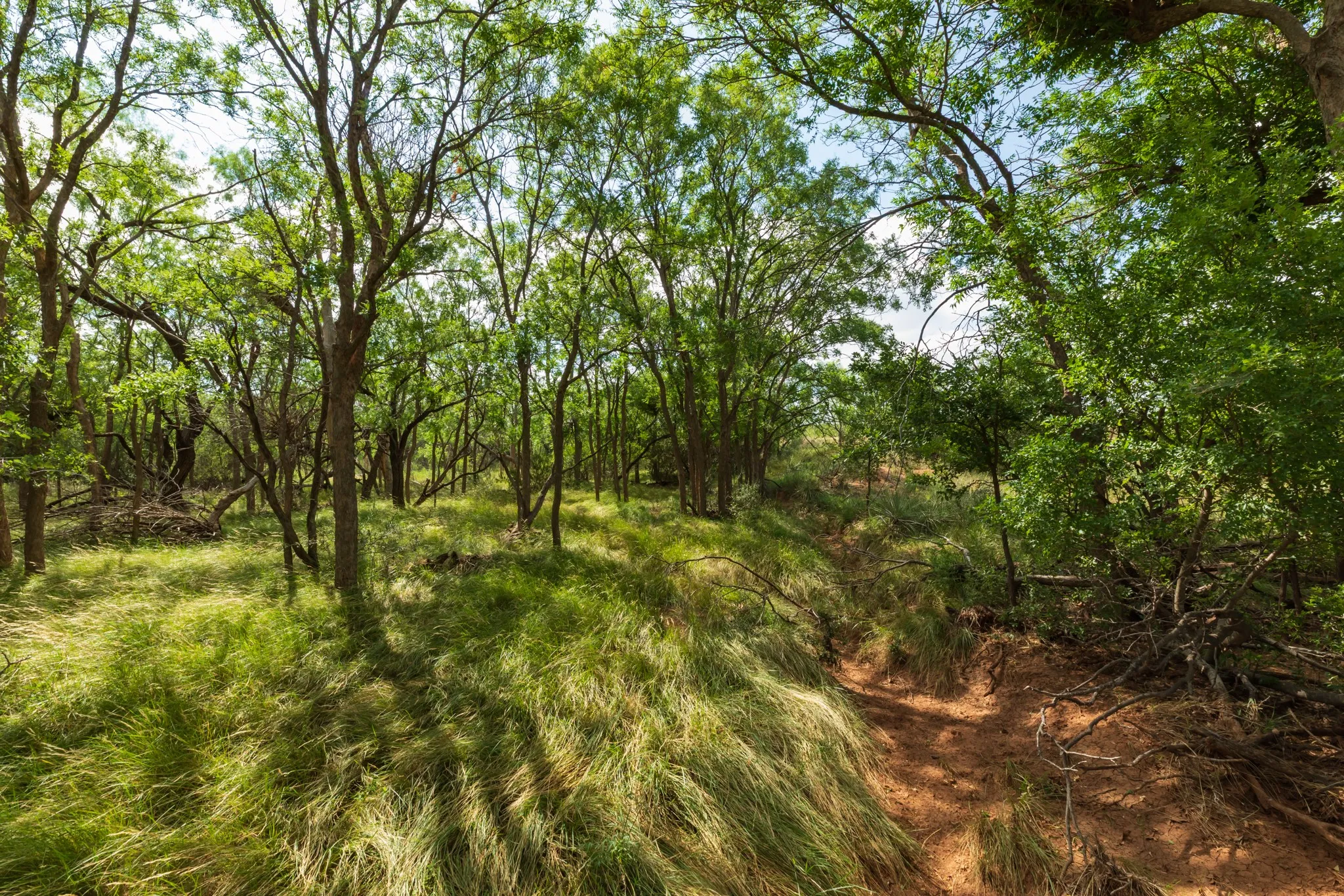 Ranch For Sale in Fisher County , 1 CR 441, Sweetwater, Texas 79556, 0, 0, Garage spaces, 0 Sqft, built in 0, mls#21386723, Real Estate Agent in Sweetwater, Homes For Sale in Fisher county, Homes For Sale in Sweetwater, Realtor in Sweetwater Texas, Real Estate Brokerage Independent Realty Texas, Luminita Cordes Realtor