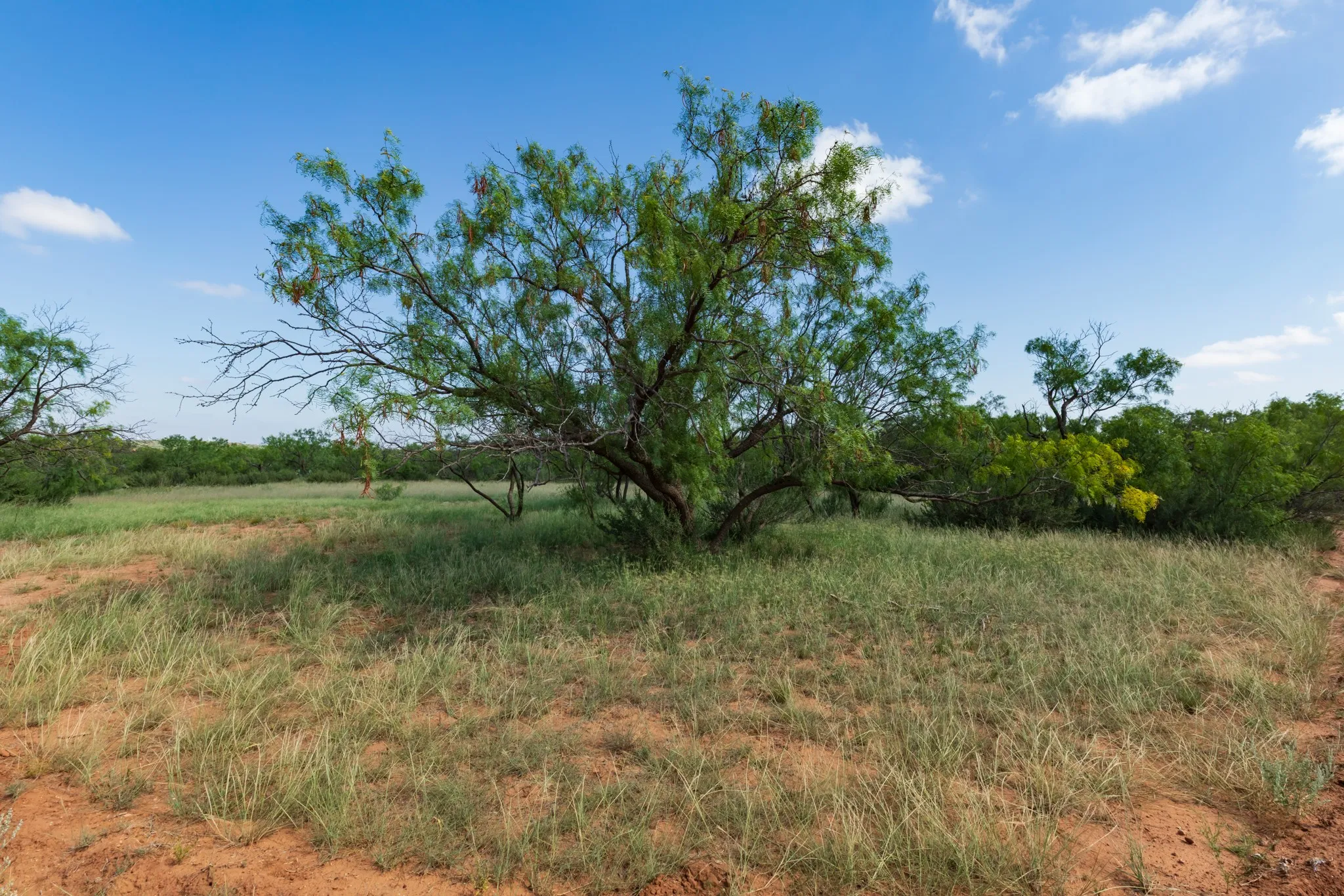 Ranch For Sale in Fisher County , 1 CR 441, Sweetwater, Texas 79556, 0, 0, Garage spaces, 0 Sqft, built in 0, mls#21386723, Real Estate Agent in Sweetwater, Homes For Sale in Fisher county, Homes For Sale in Sweetwater, Realtor in Sweetwater Texas, Real Estate Brokerage Independent Realty Texas, Luminita Cordes Realtor