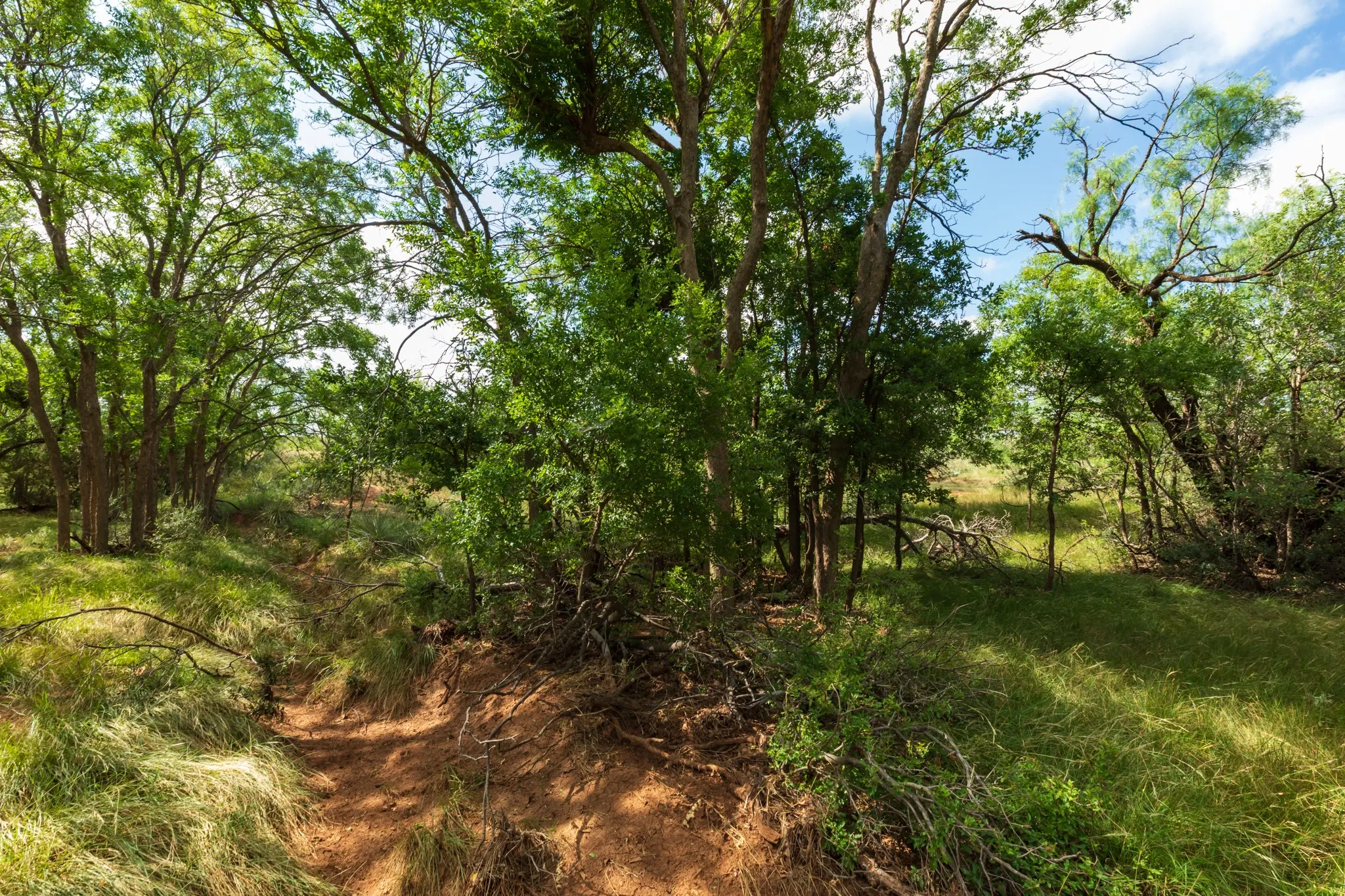 Ranch For Sale in Fisher County , 1 CR 441, Sweetwater, Texas 79556, 0, 0, Garage spaces, 0 Sqft, built in 0, mls#21386723, Real Estate Agent in Sweetwater, Homes For Sale in Fisher county, Homes For Sale in Sweetwater, Realtor in Sweetwater Texas, Real Estate Brokerage Independent Realty Texas, Luminita Cordes Realtor