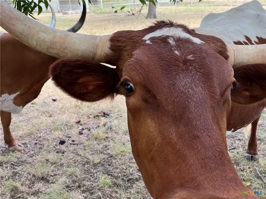 Ranch For Sale in Lampasas County , 4009 N Highway 183, Lampasas, Texas 76550, 0, 0, Garage spaces, 0 Sqft, built in 1950, mls#21385698, Real Estate Agent in Lampasas, Homes For Sale in Lampasas county, Homes For Sale in Lampasas, Realtor in Lampasas Texas, Real Estate Brokerage Independent Realty Texas, Luminita Cordes Realtor