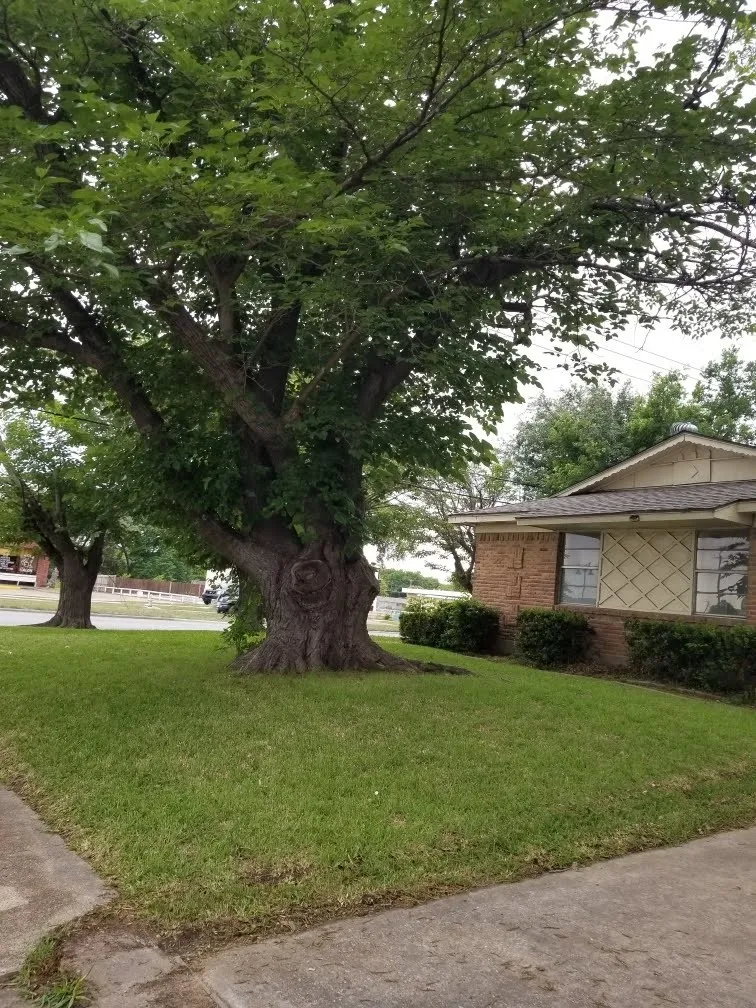 Single Family Residence For Rent in Dallas County , 3261 Santiago Drive, Mesquite, Texas 75150, 4 Bedroom, 2 Bathroom, Garage spaces, 1,065 Sqft, built in 1960, mls#21386855, Real Estate Agent in Mesquite, Homes For Rent in Dallas county, Homes For Rent in Mesquite, Realtor in Mesquite Texas, Real Estate Brokerage Independent Realty Texas, Luminita Cordes Realtor