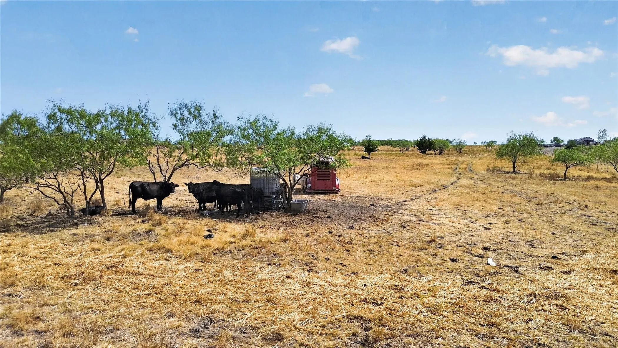 Expansive open land with scattered mature trees and dry vegetation