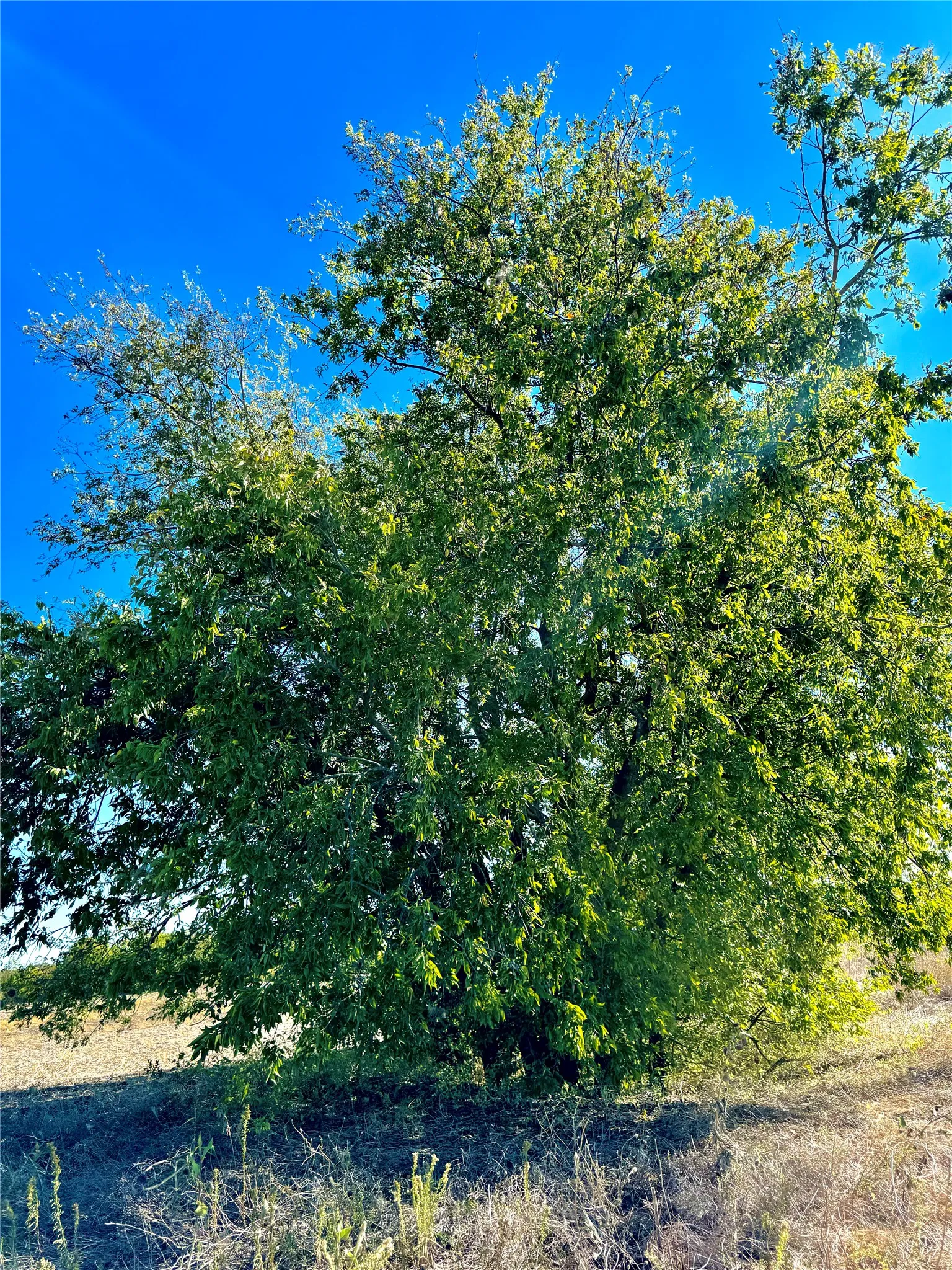 Unimproved Land For Sale in Collin County , Lot 10 COUNTY ROAD 590, Nevada, Texas 75173, 0, 0, Garage spaces, 0 Sqft, built in 0, mls#21387018, Real Estate Agent in Nevada, Homes For Sale in Collin county, Homes For Sale in Nevada, Realtor in Nevada Texas, Real Estate Brokerage Independent Realty Texas, Luminita Cordes Realtor