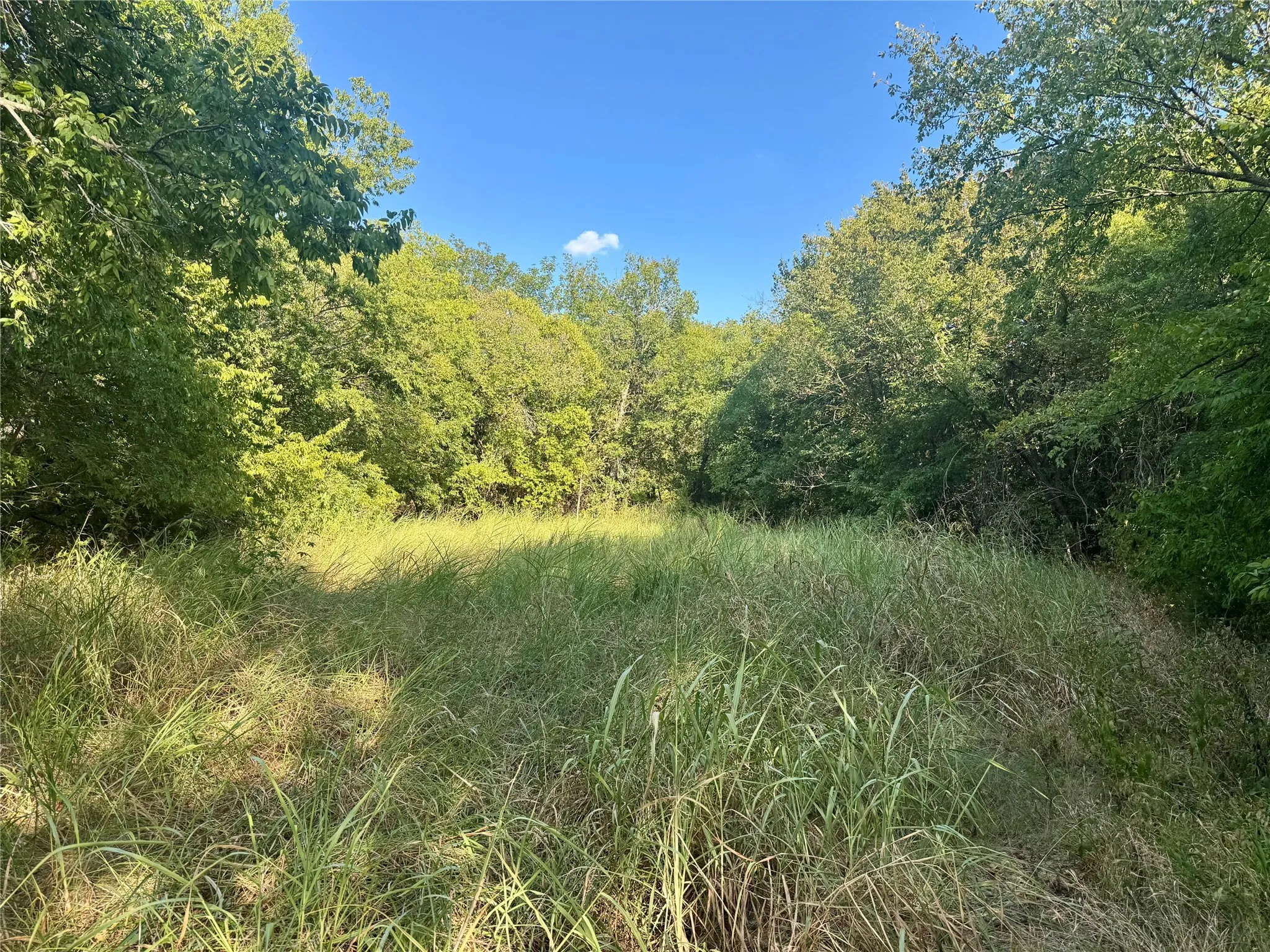 Expansive grassy terrain surrounded by mature foliage