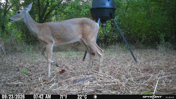 Additional contentThis image depicts wildlife on the property rather than real estate features