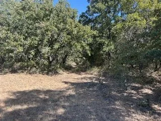 Wooded area