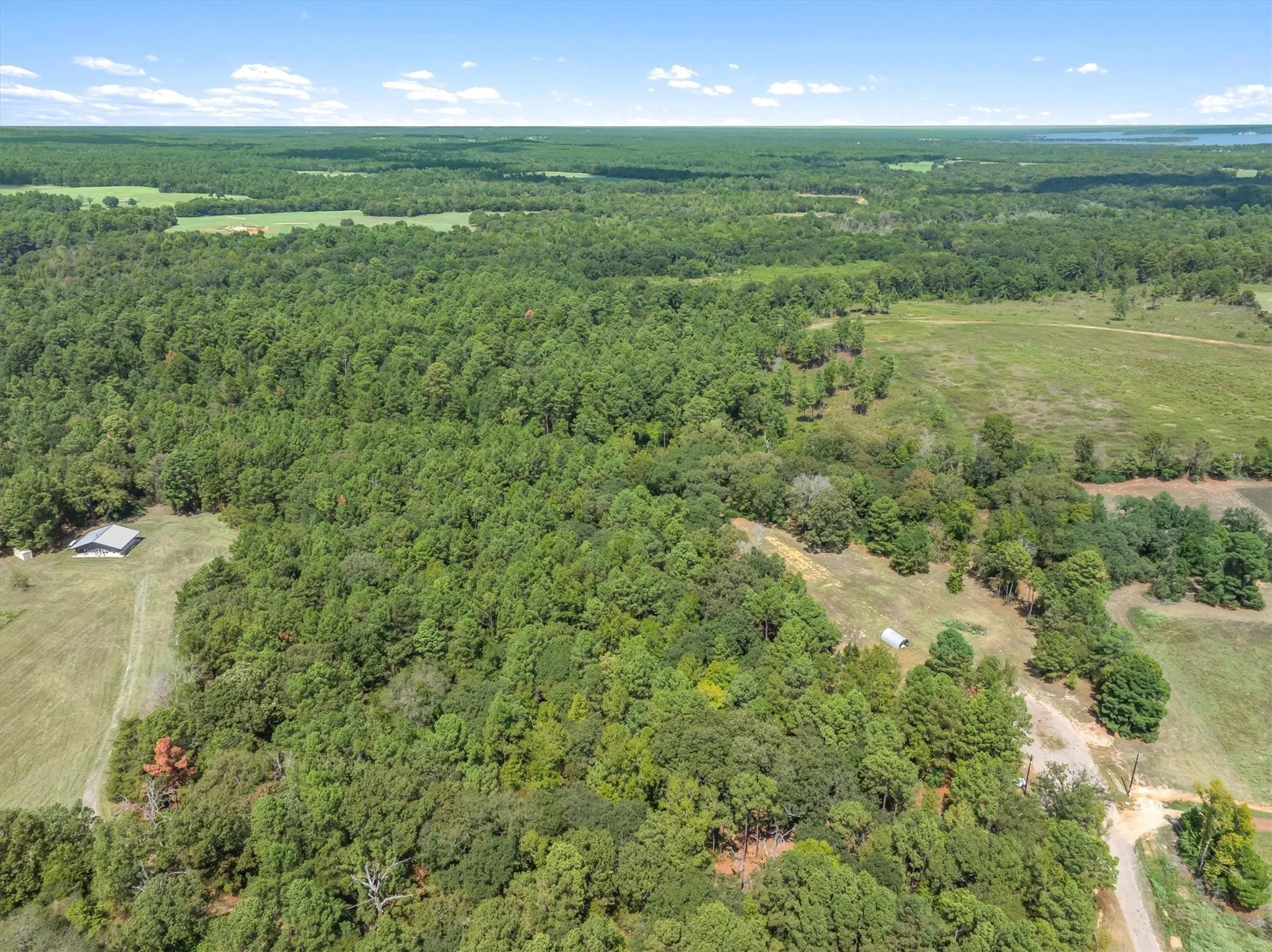 Expansive wooded acreage with a mix of mature trees and open clearings
