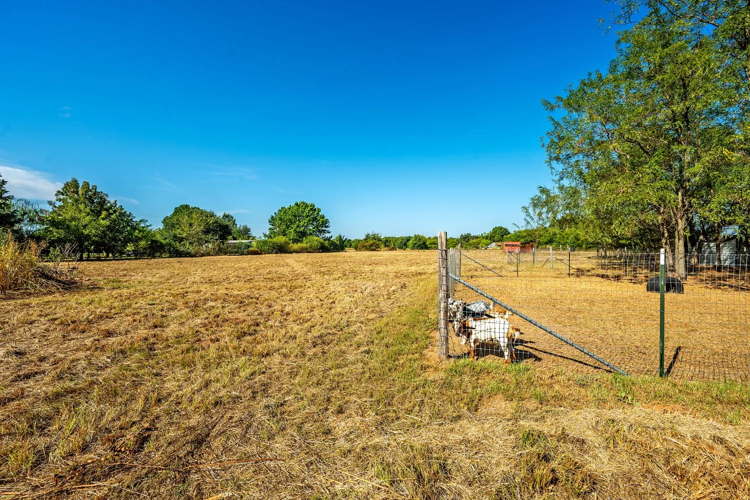 Pasture