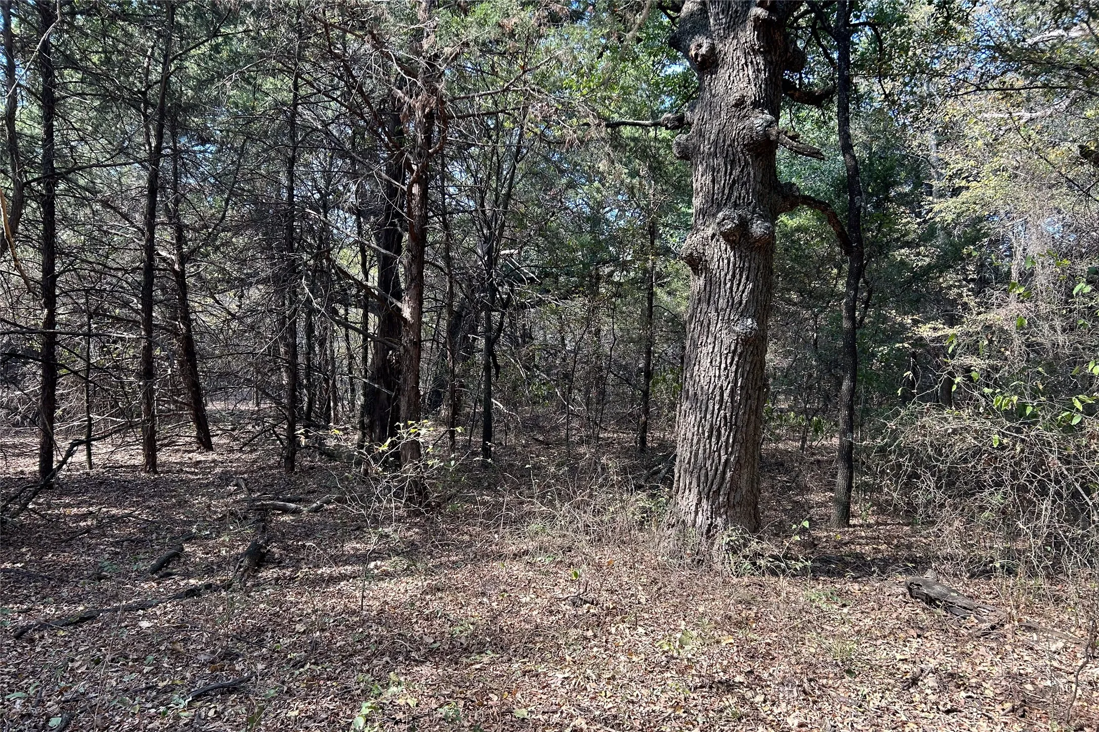 Ranch For Sale in Cooke County , TBD8 County Road 141, Callisburg, Texas 76240, 0, 0, Garage spaces, 0 Sqft, built in 0, mls#21387324, Real Estate Agent in Callisburg, Homes For Sale in Cooke county, Homes For Sale in Callisburg, Realtor in Callisburg Texas, Real Estate Brokerage Independent Realty Texas, Luminita Cordes Realtor