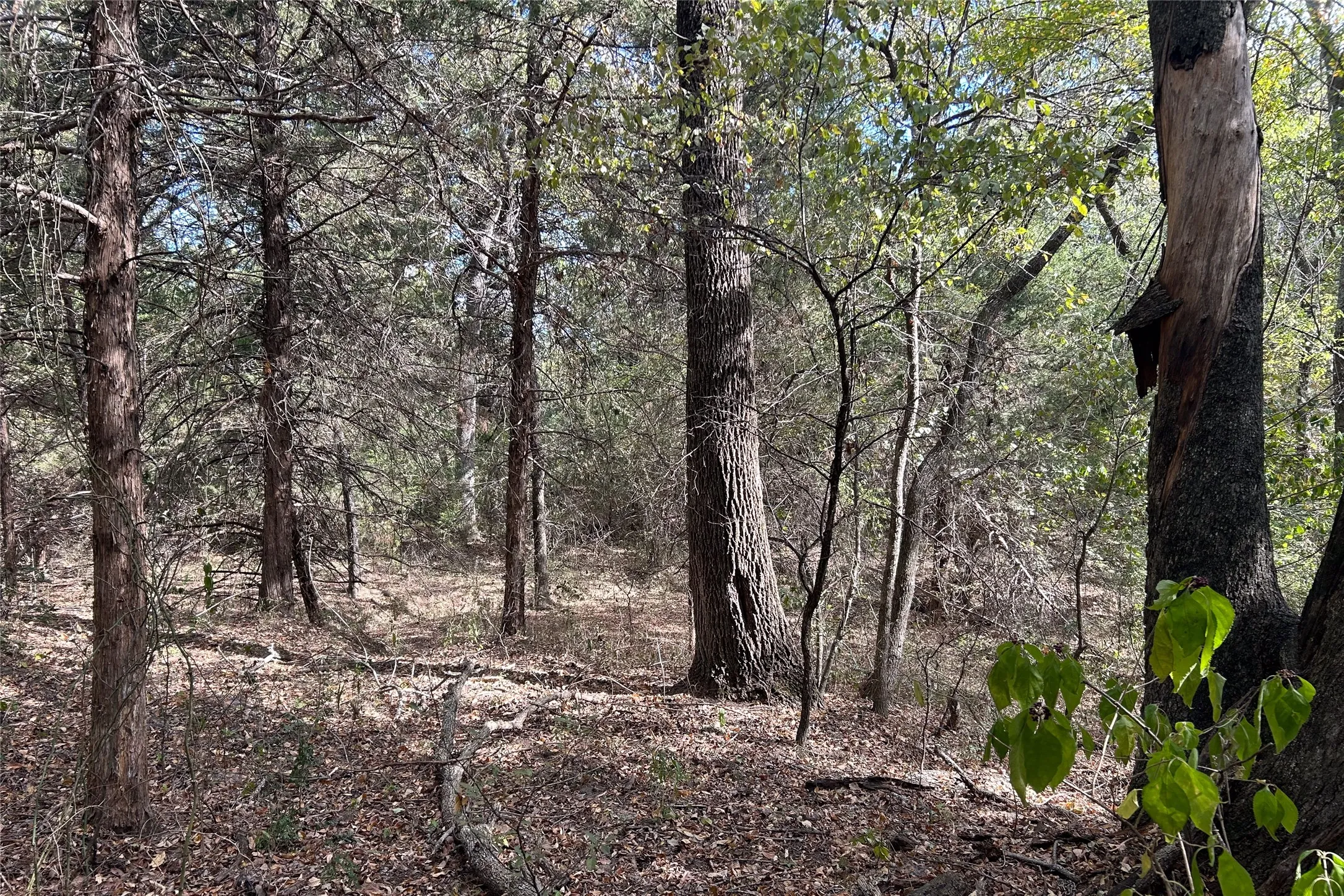 Ranch For Sale in Cooke County , TBD8 County Road 141, Callisburg, Texas 76240, 0, 0, Garage spaces, 0 Sqft, built in 0, mls#21387324, Real Estate Agent in Callisburg, Homes For Sale in Cooke county, Homes For Sale in Callisburg, Realtor in Callisburg Texas, Real Estate Brokerage Independent Realty Texas, Luminita Cordes Realtor