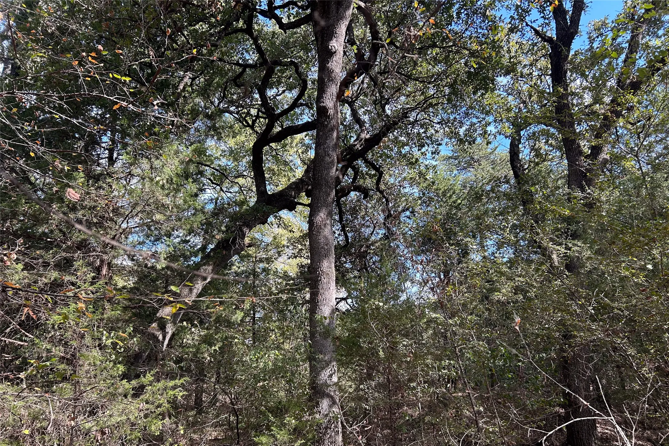 Ranch For Sale in Cooke County , TBD8 County Road 141, Callisburg, Texas 76240, 0, 0, Garage spaces, 0 Sqft, built in 0, mls#21387324, Real Estate Agent in Callisburg, Homes For Sale in Cooke county, Homes For Sale in Callisburg, Realtor in Callisburg Texas, Real Estate Brokerage Independent Realty Texas, Luminita Cordes Realtor