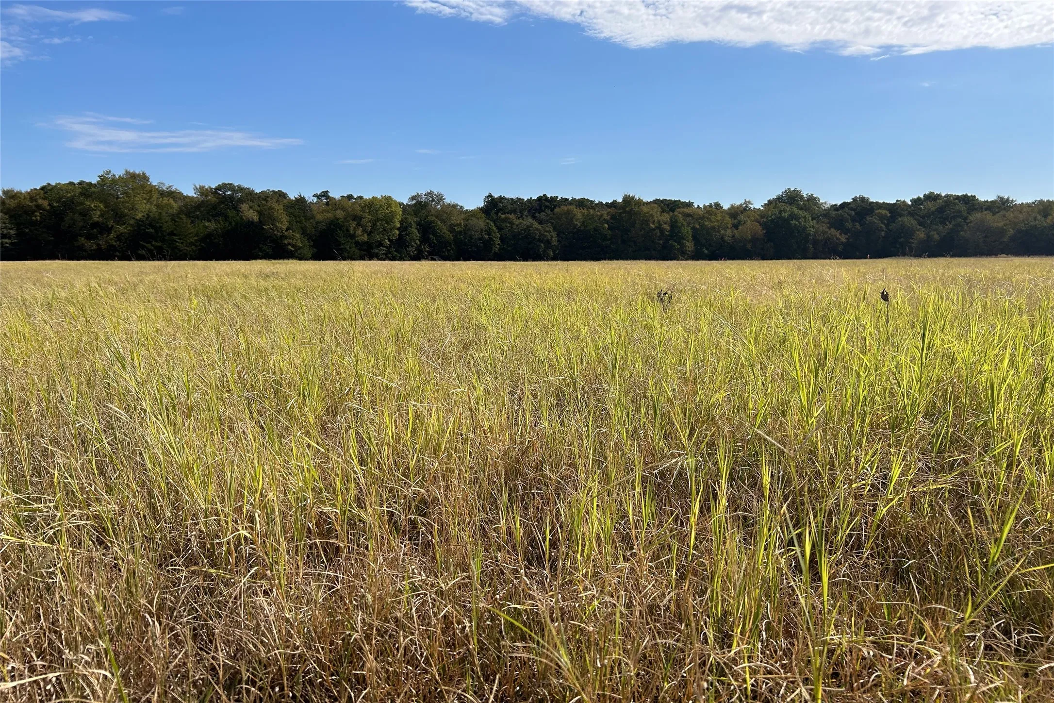 Ranch For Sale in Cooke County , TBD8 County Road 141, Callisburg, Texas 76240, 0, 0, Garage spaces, 0 Sqft, built in 0, mls#21387324, Real Estate Agent in Callisburg, Homes For Sale in Cooke county, Homes For Sale in Callisburg, Realtor in Callisburg Texas, Real Estate Brokerage Independent Realty Texas, Luminita Cordes Realtor