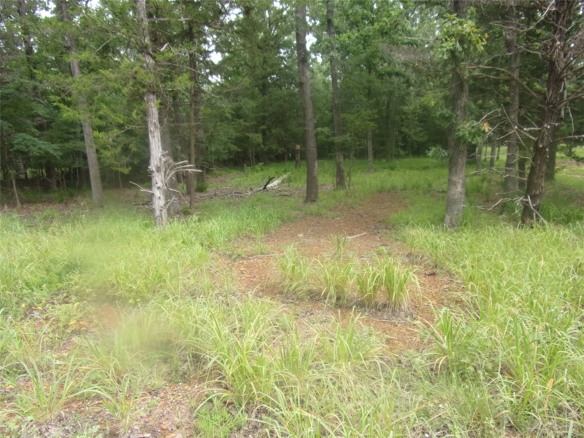 View of wooded area of the lot